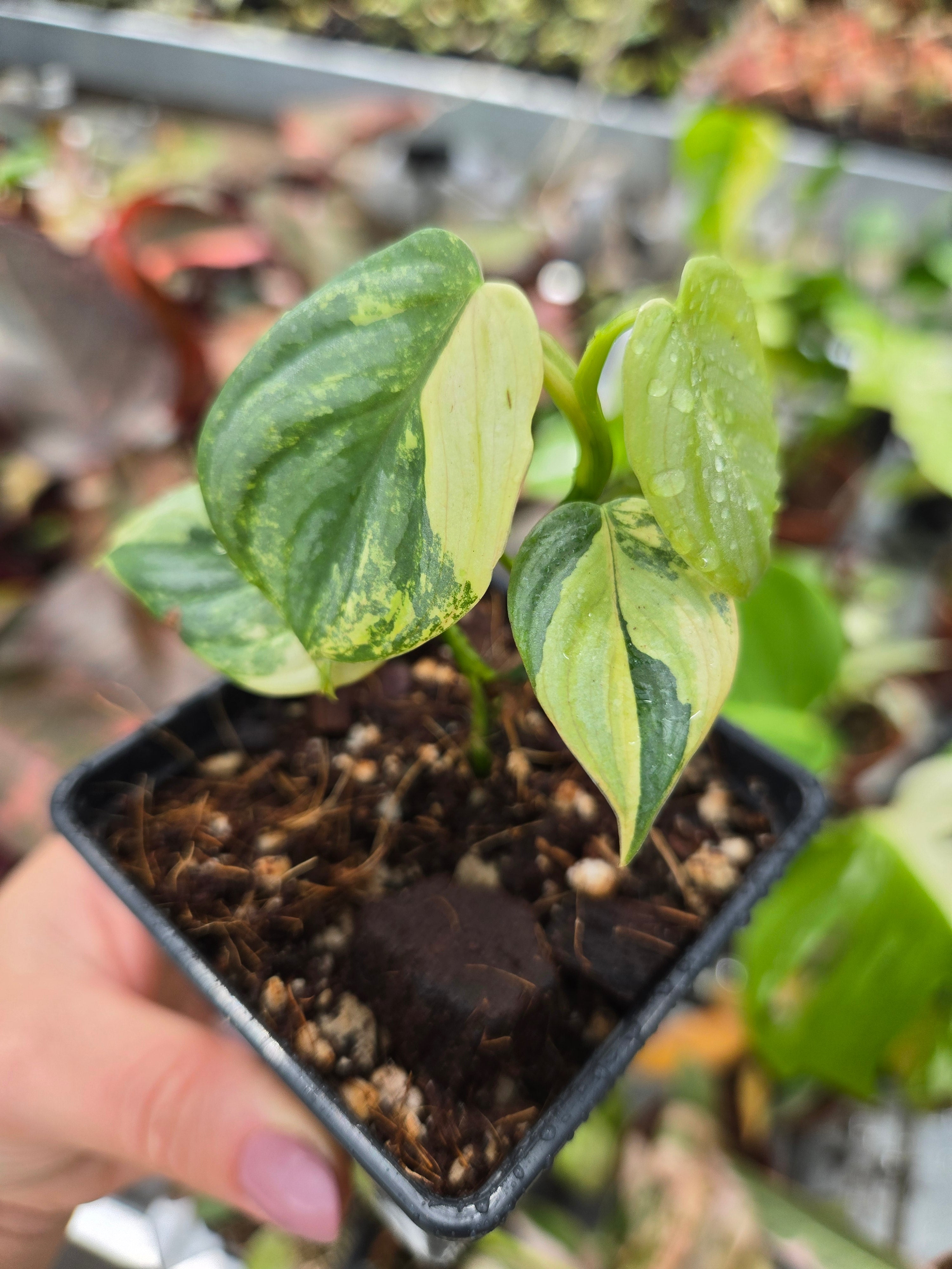 Philodendron Brandtianum Albo