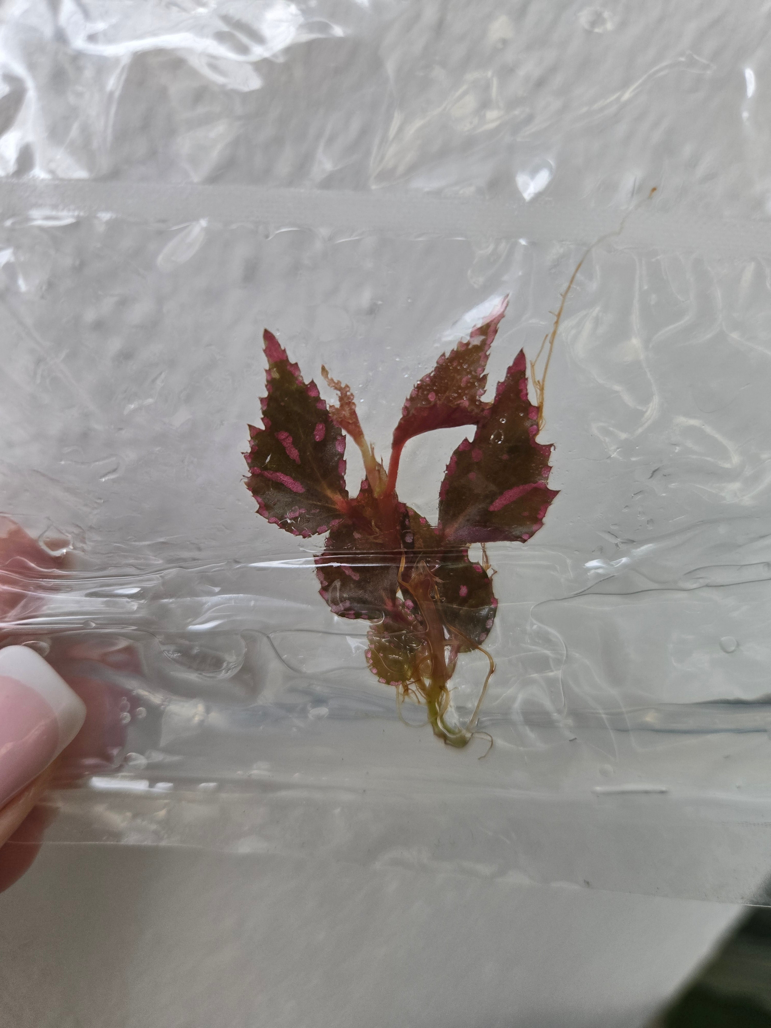 Begonia Julau