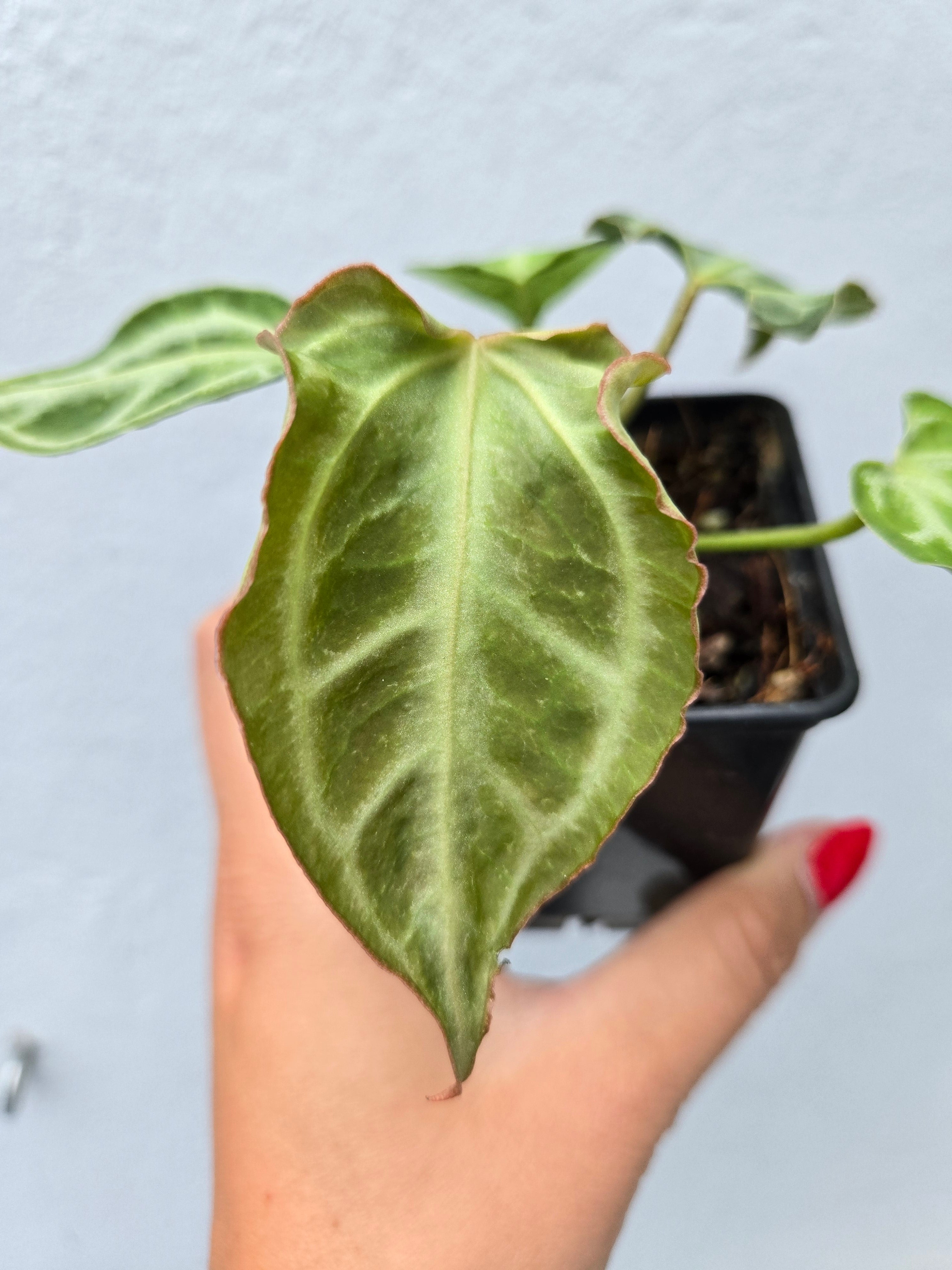 Anthurium Muchlis x Red Crystallinum
