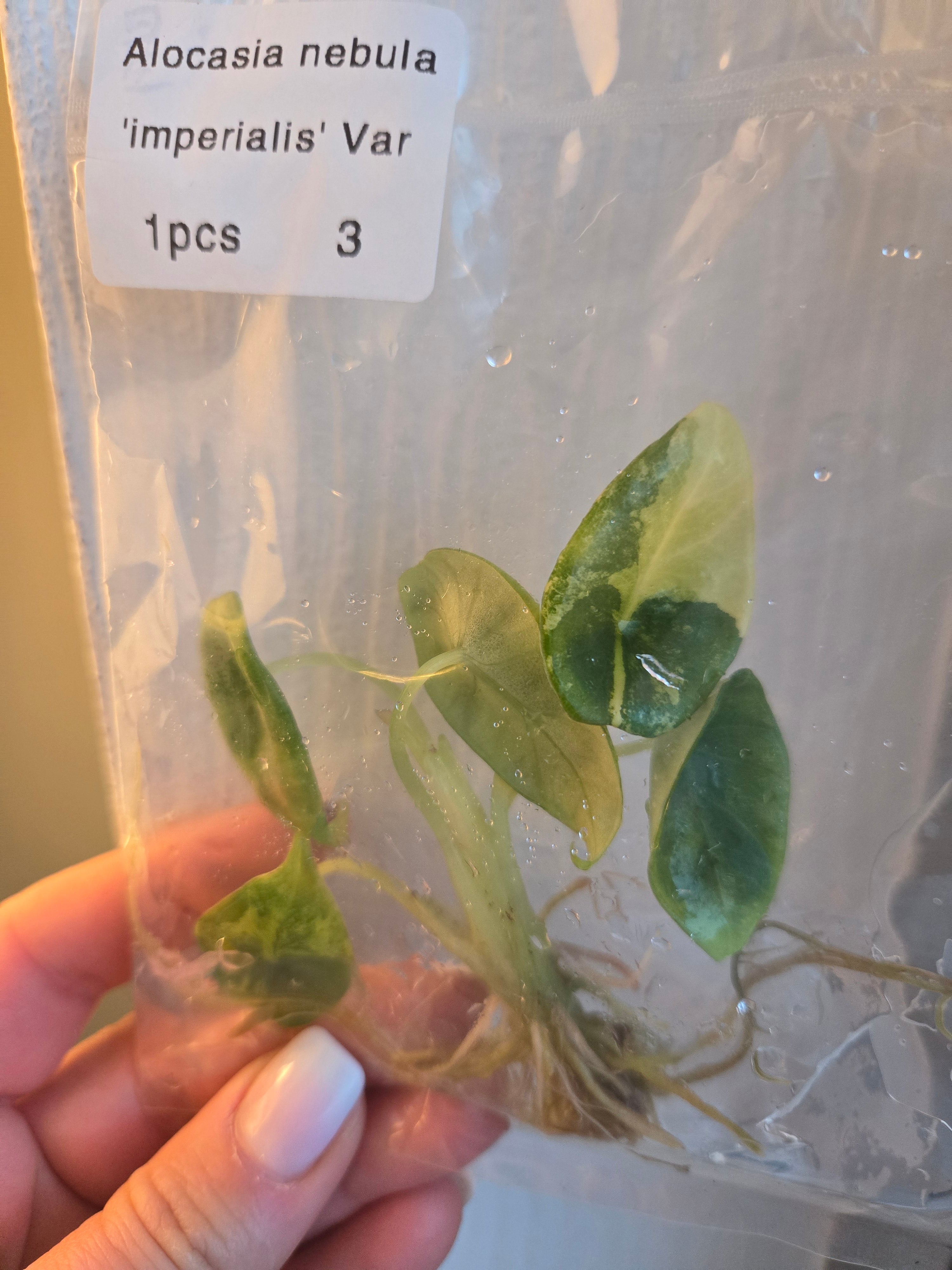 Alocasia Nebula Variegata Premium Panaschierung - Tissue Culture (TC)