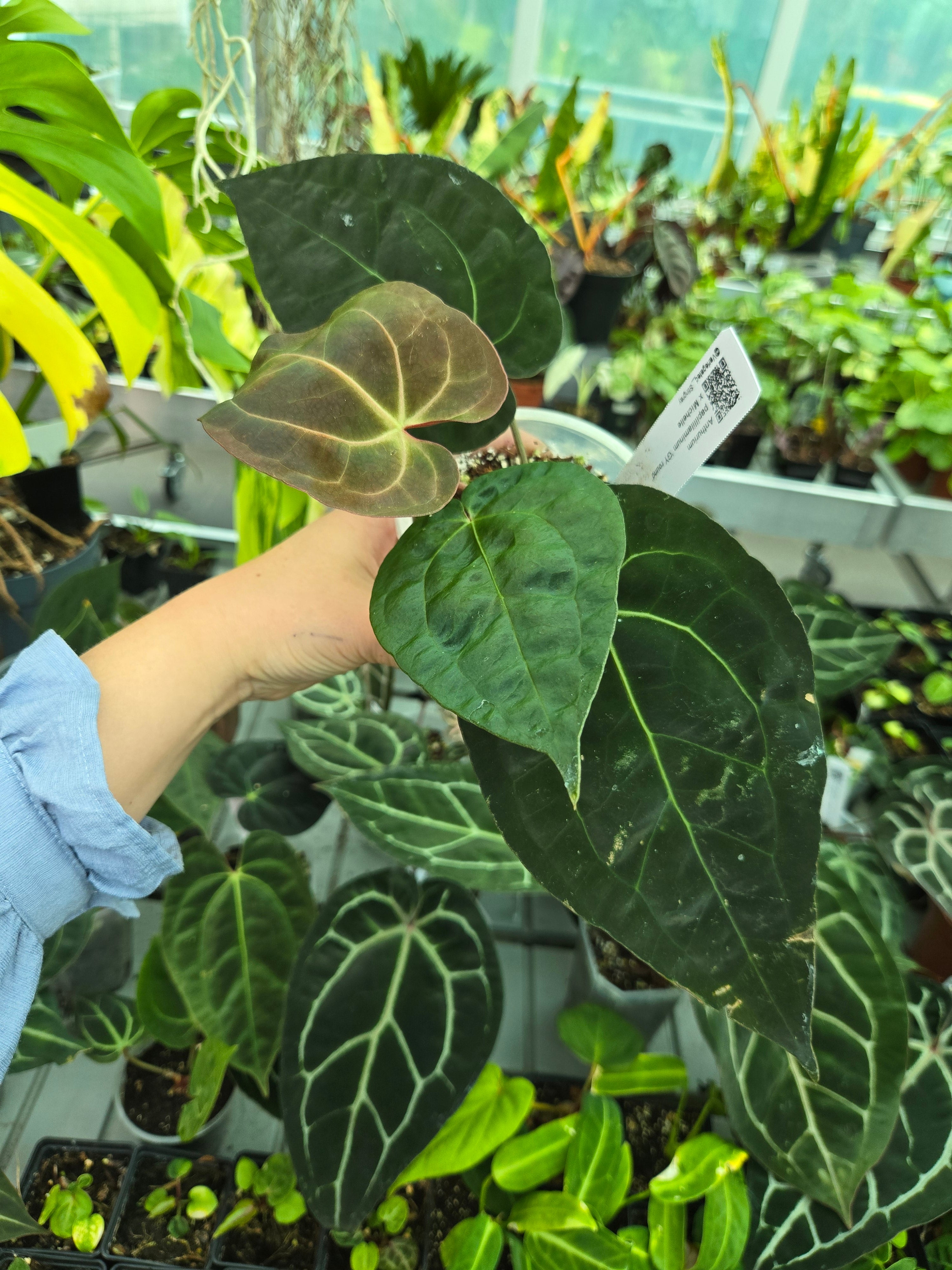 Anthurium Papillilaminum Guna Yala x Michelle