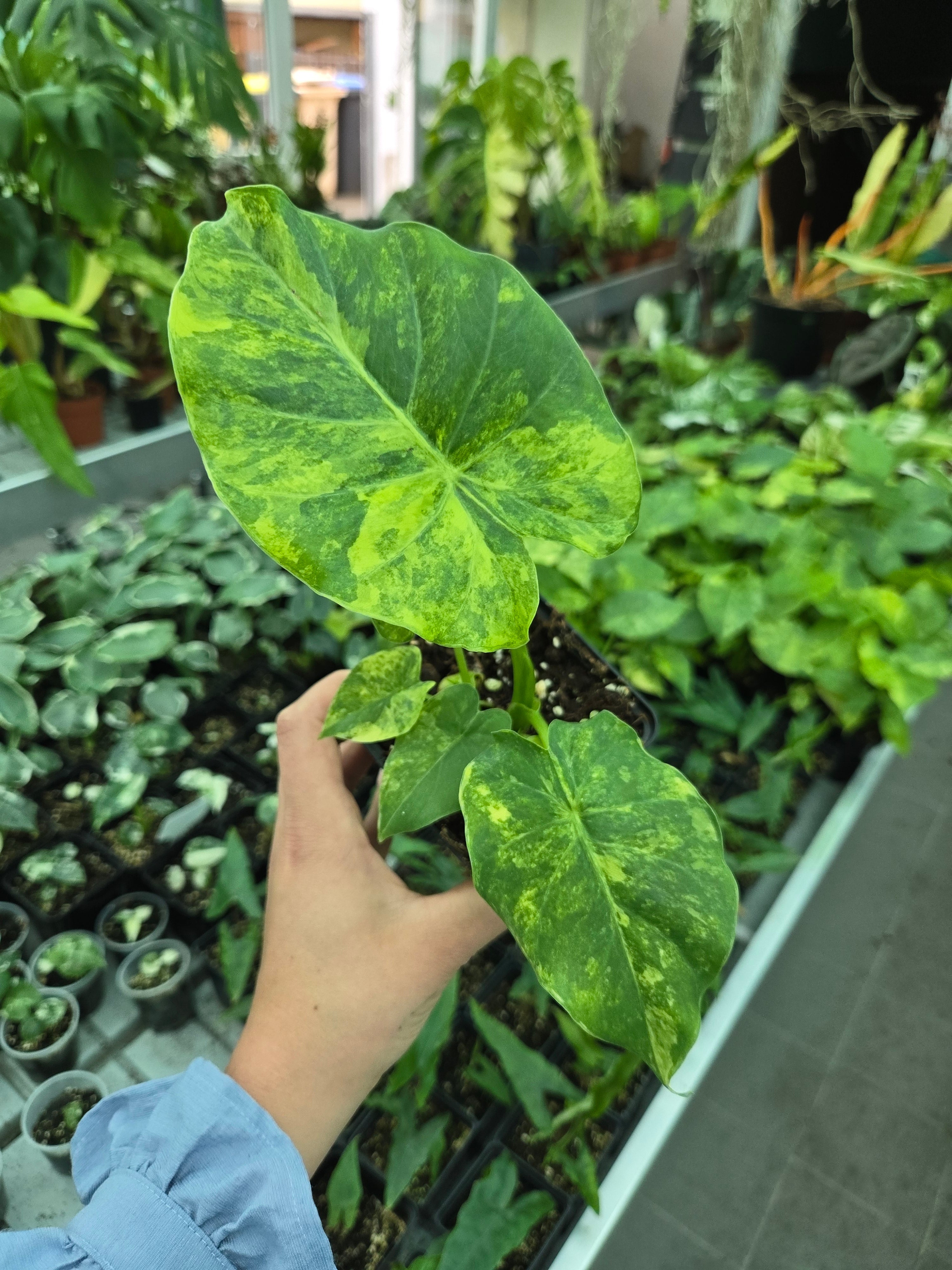 Alocasia Gagaena Aurea