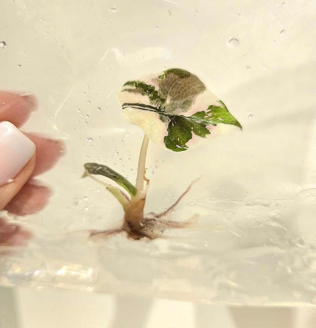 Alocasia Chantrieri Pink Variegata - TC - Tissue Culture