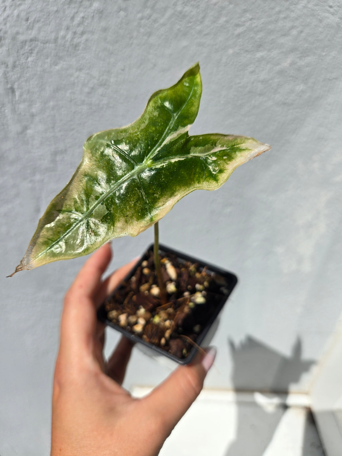 Alocasia Nobilis Pink - Sadplant