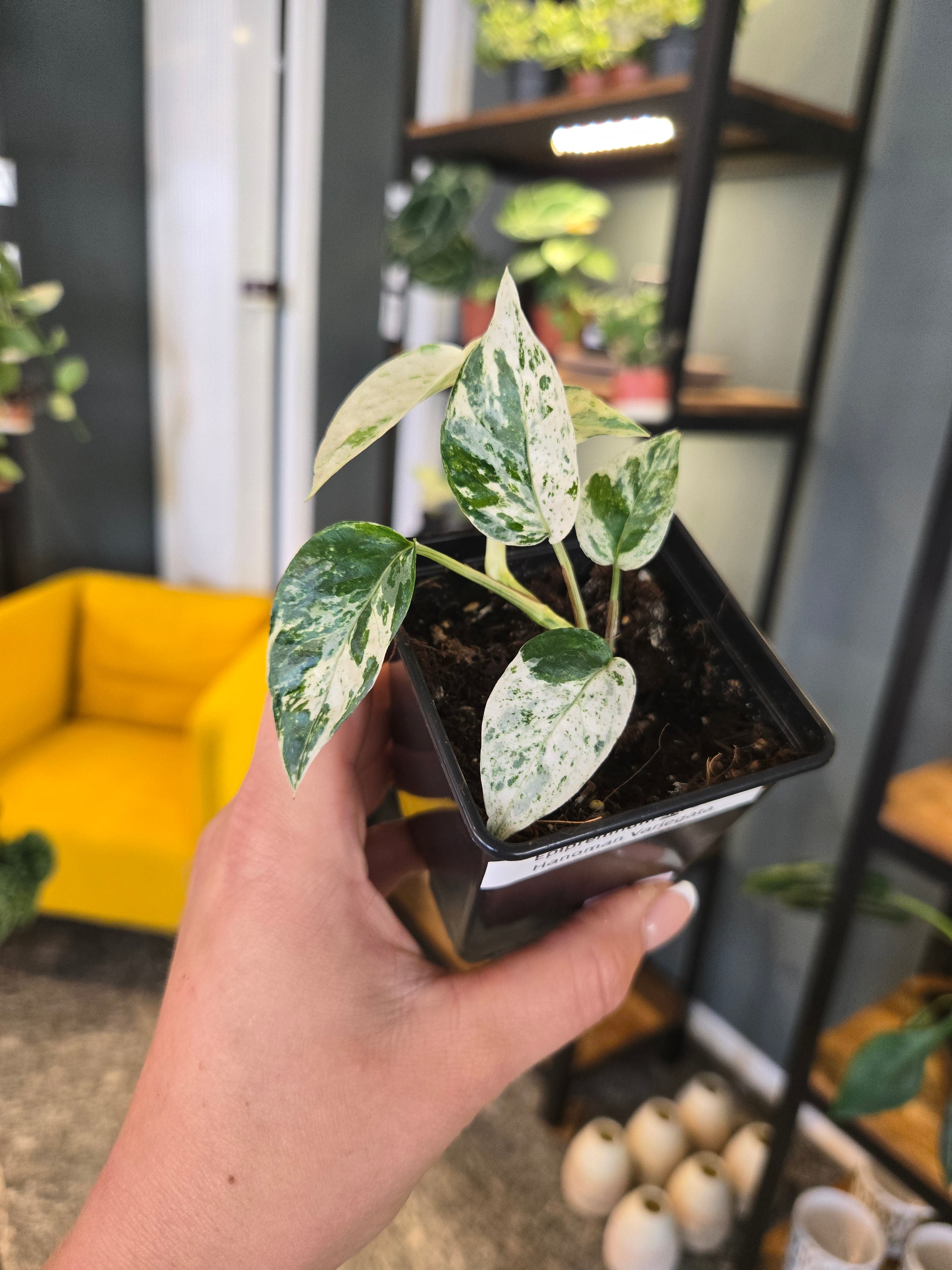 Epipremnum sp. Bali Hanoman Variegata