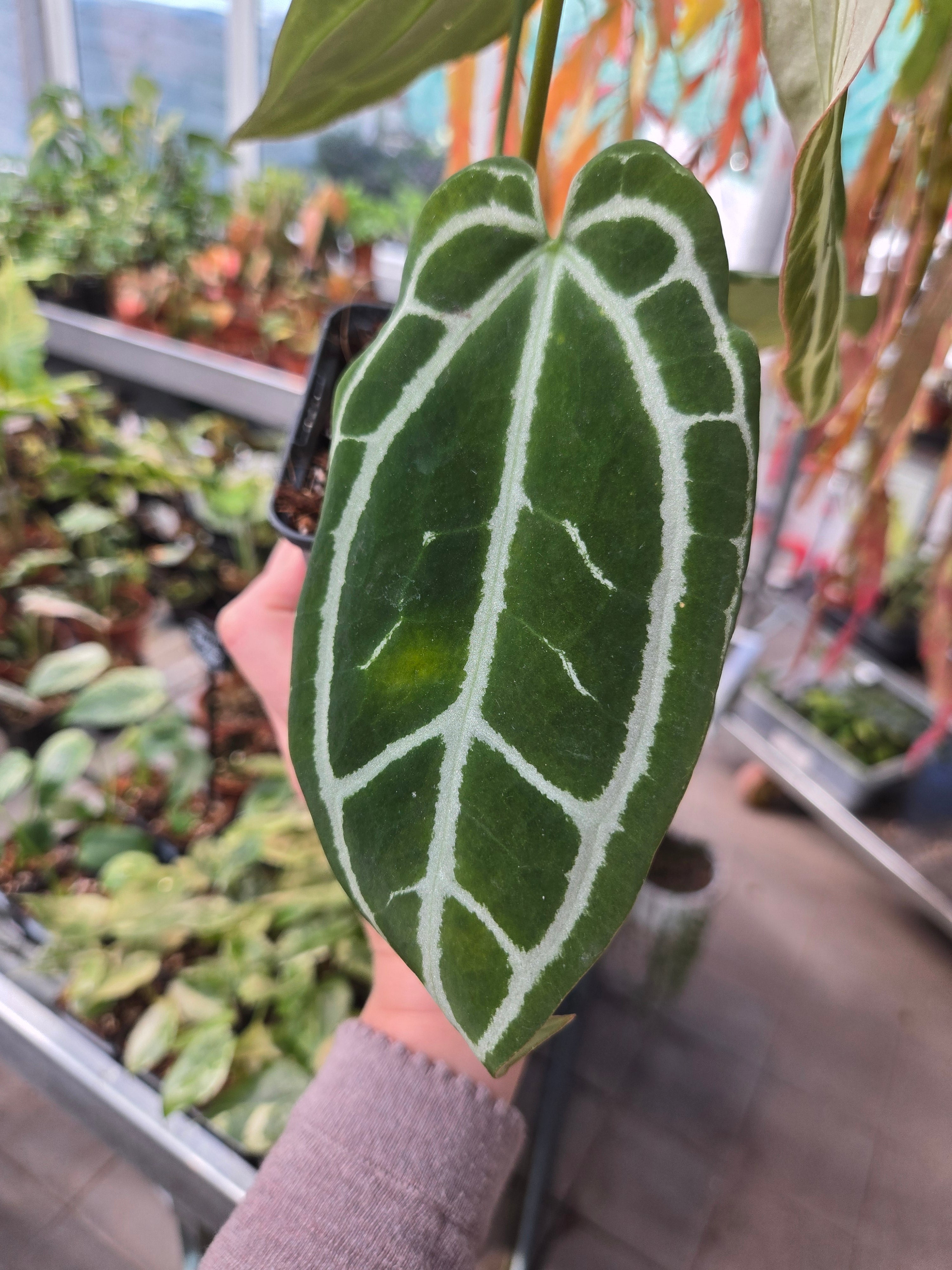 Anthurium Queen of Crystallinum