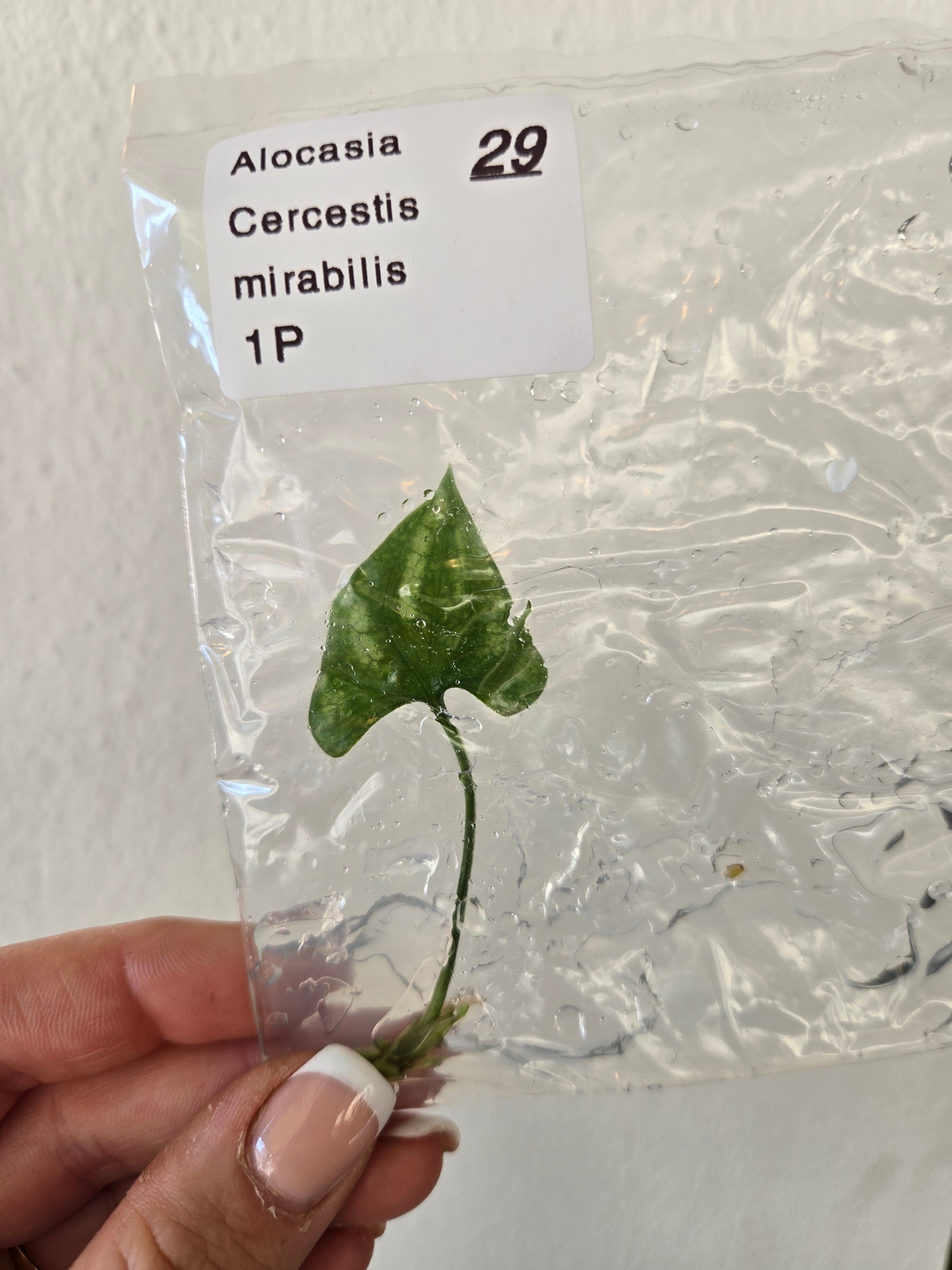 Cercestis
Mirabilis - TC - Tissue Culture