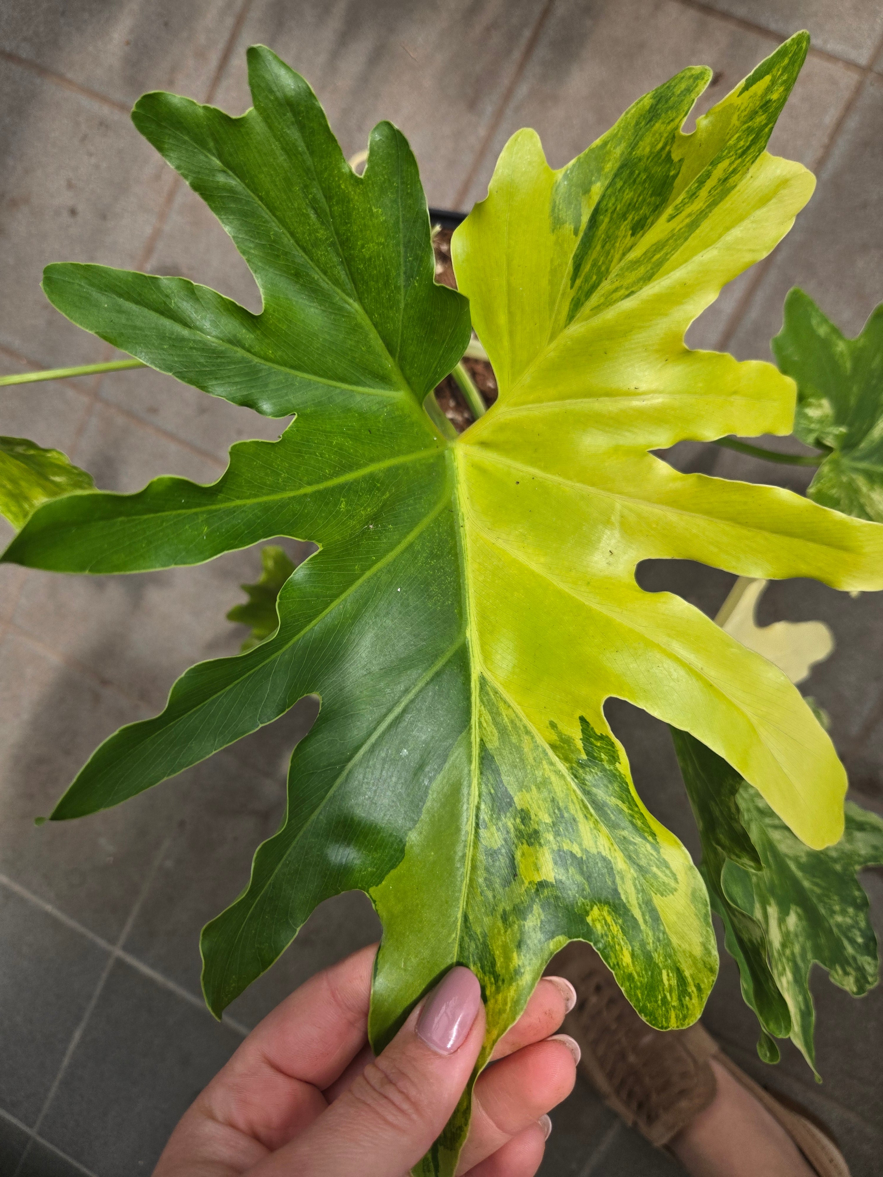Philodendron Yava Beauty