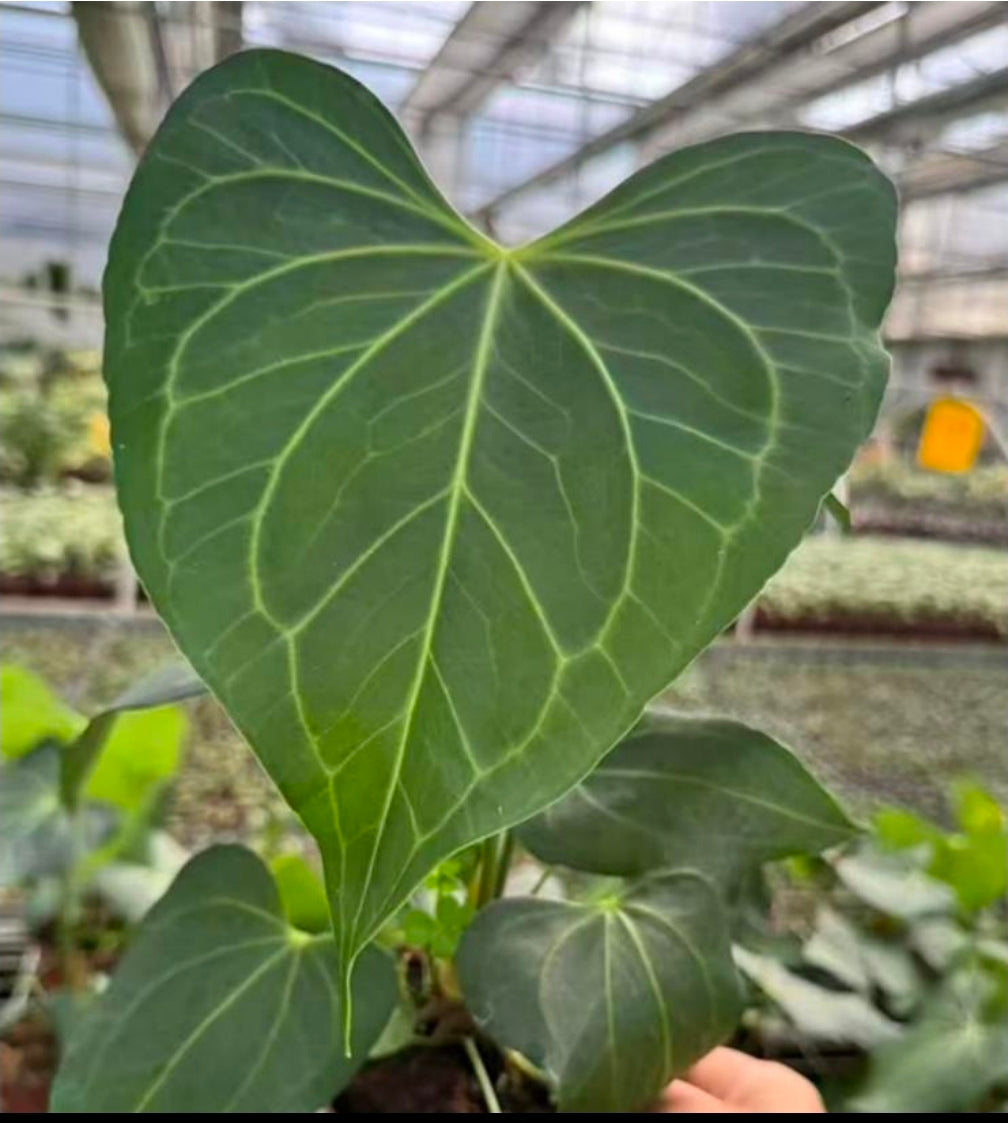 Anthurium Delta Force Hybrid - TC