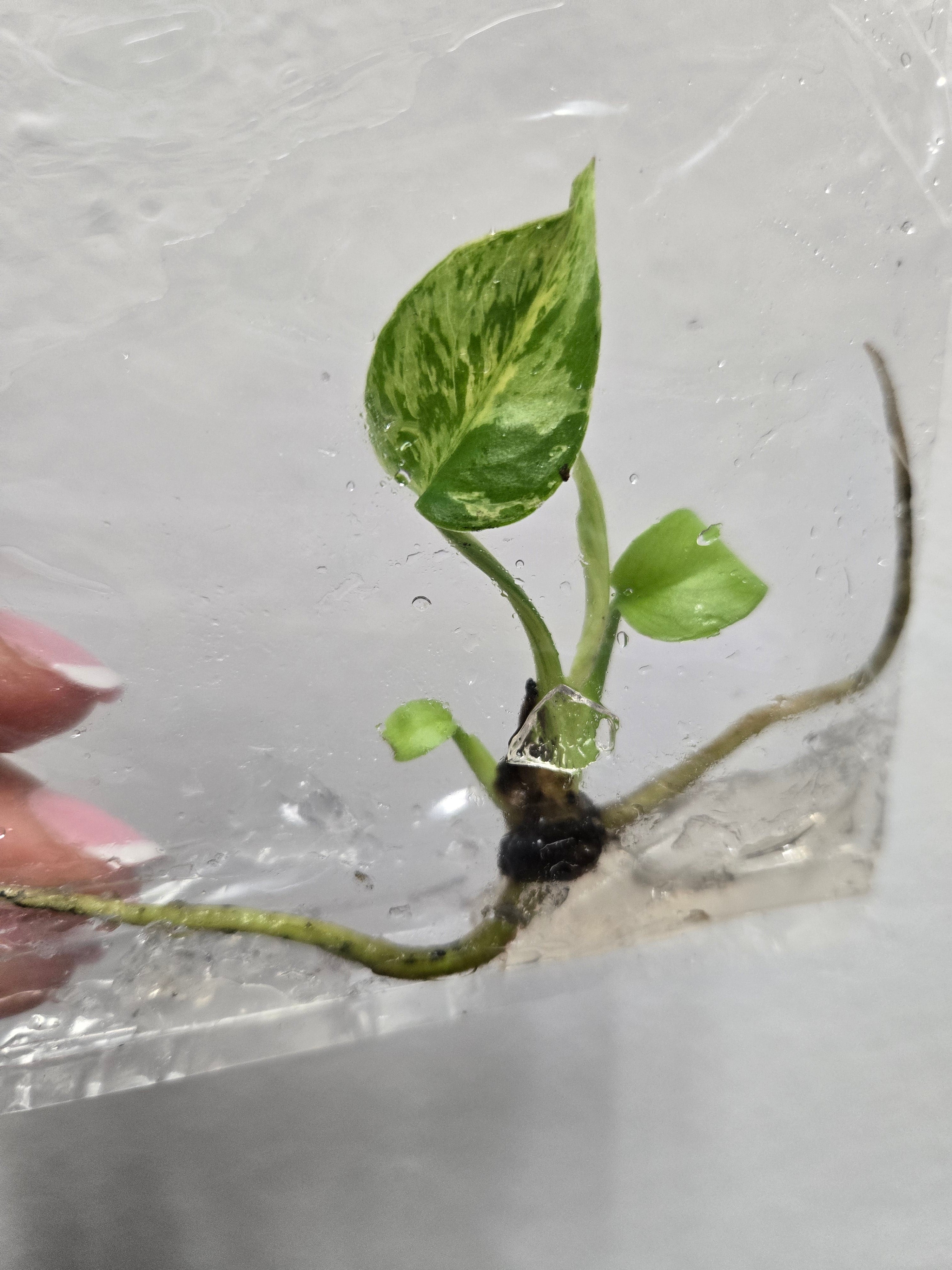 Monstera Bulbasaur - TC - Tissue Culture