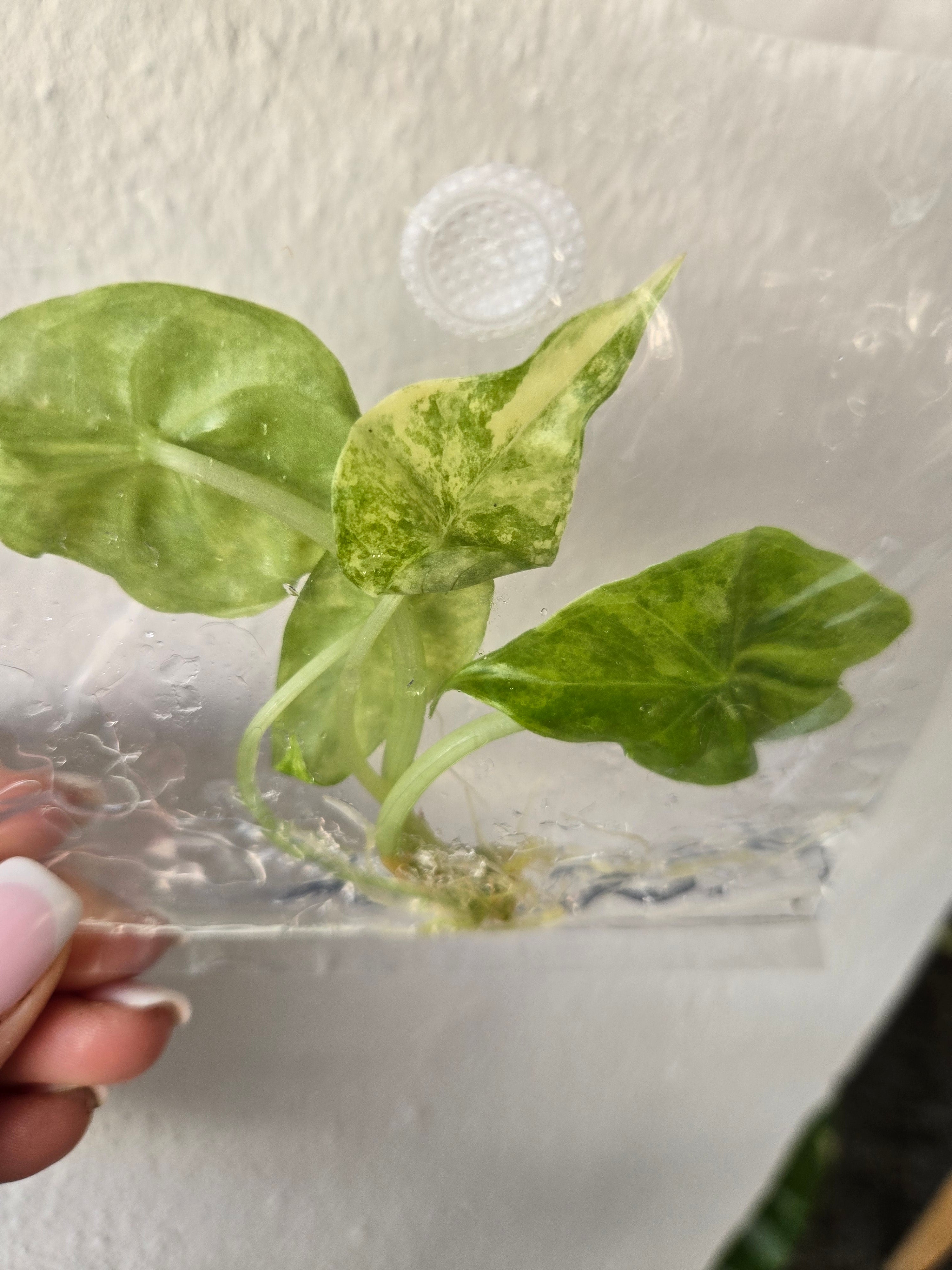 Alocasia Longiloba Aurea - TC - Tissue Culture