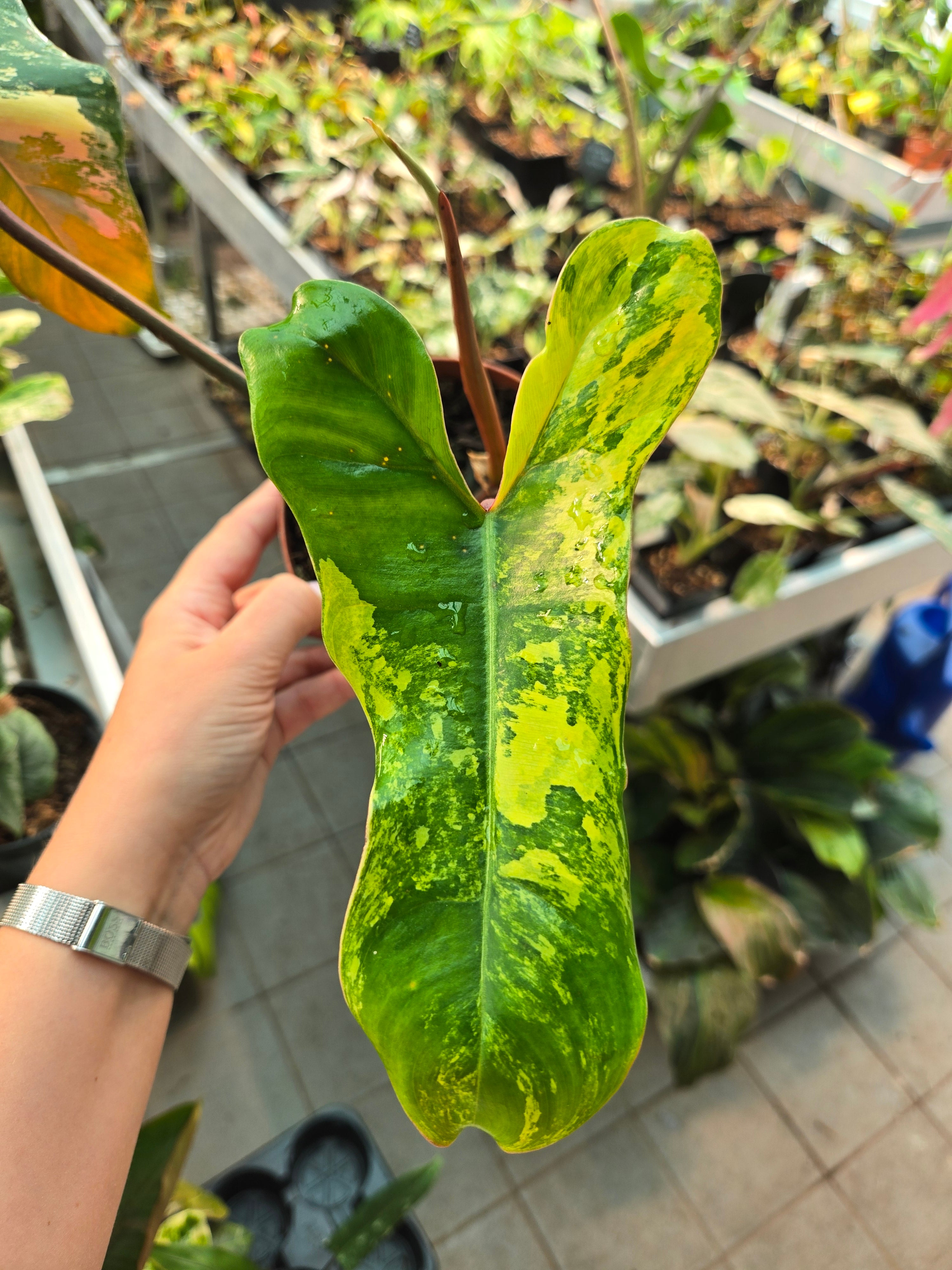 Philodendron Jenny (Billietiae x Florida Beauty)