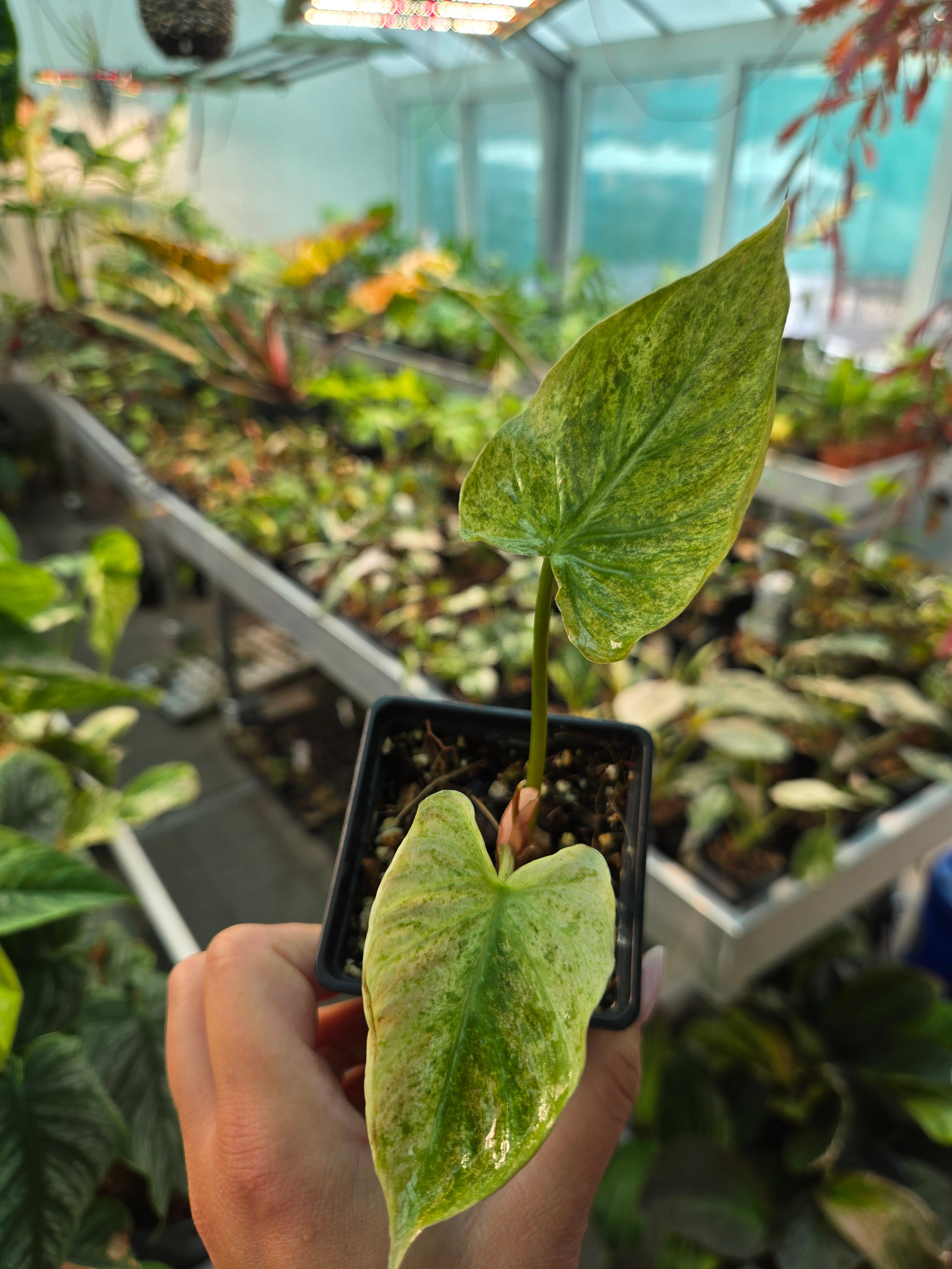 Philodendron Verrucosum Variegata