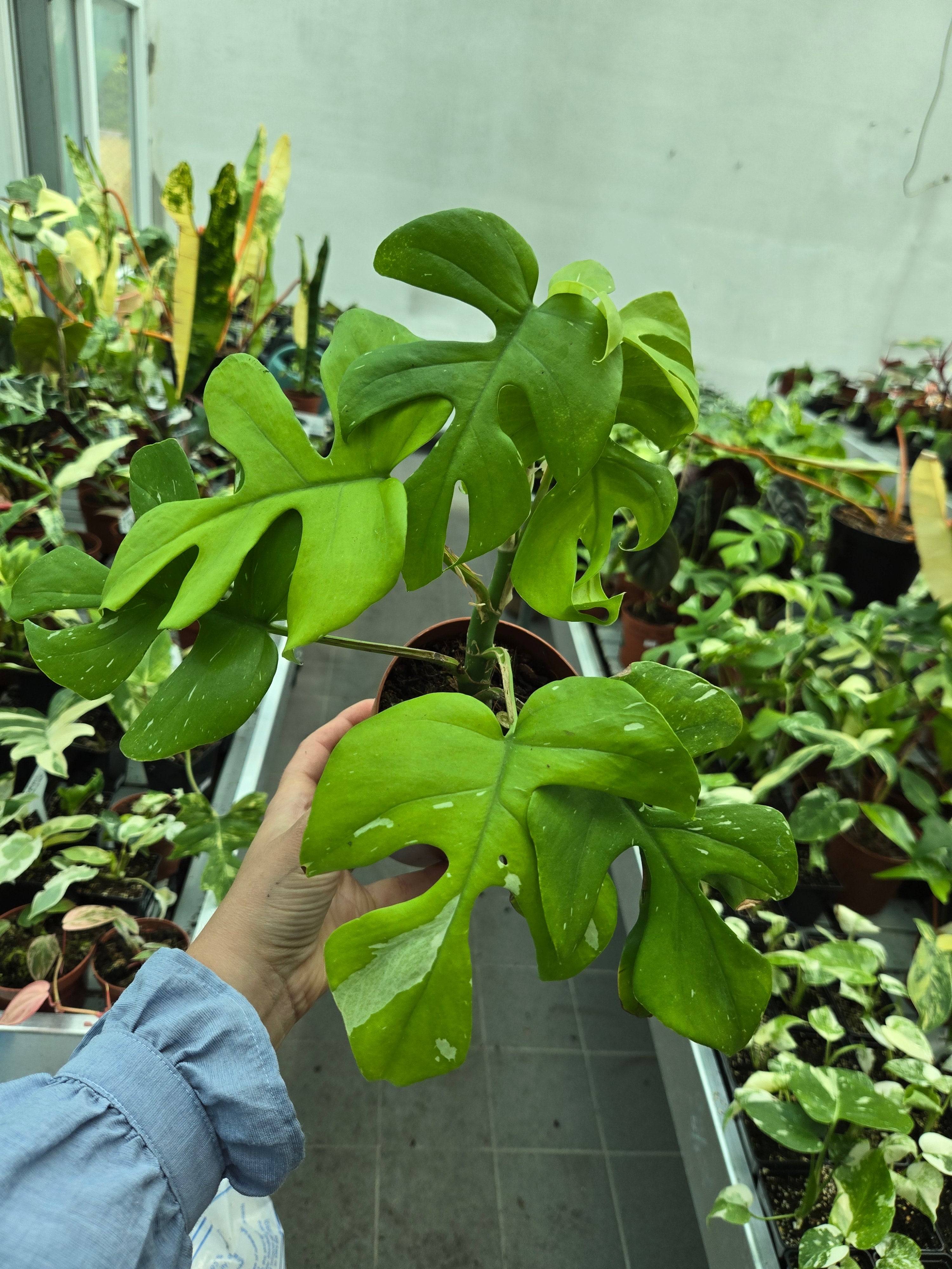 Rhaphidophora Testrasperma Thai Con