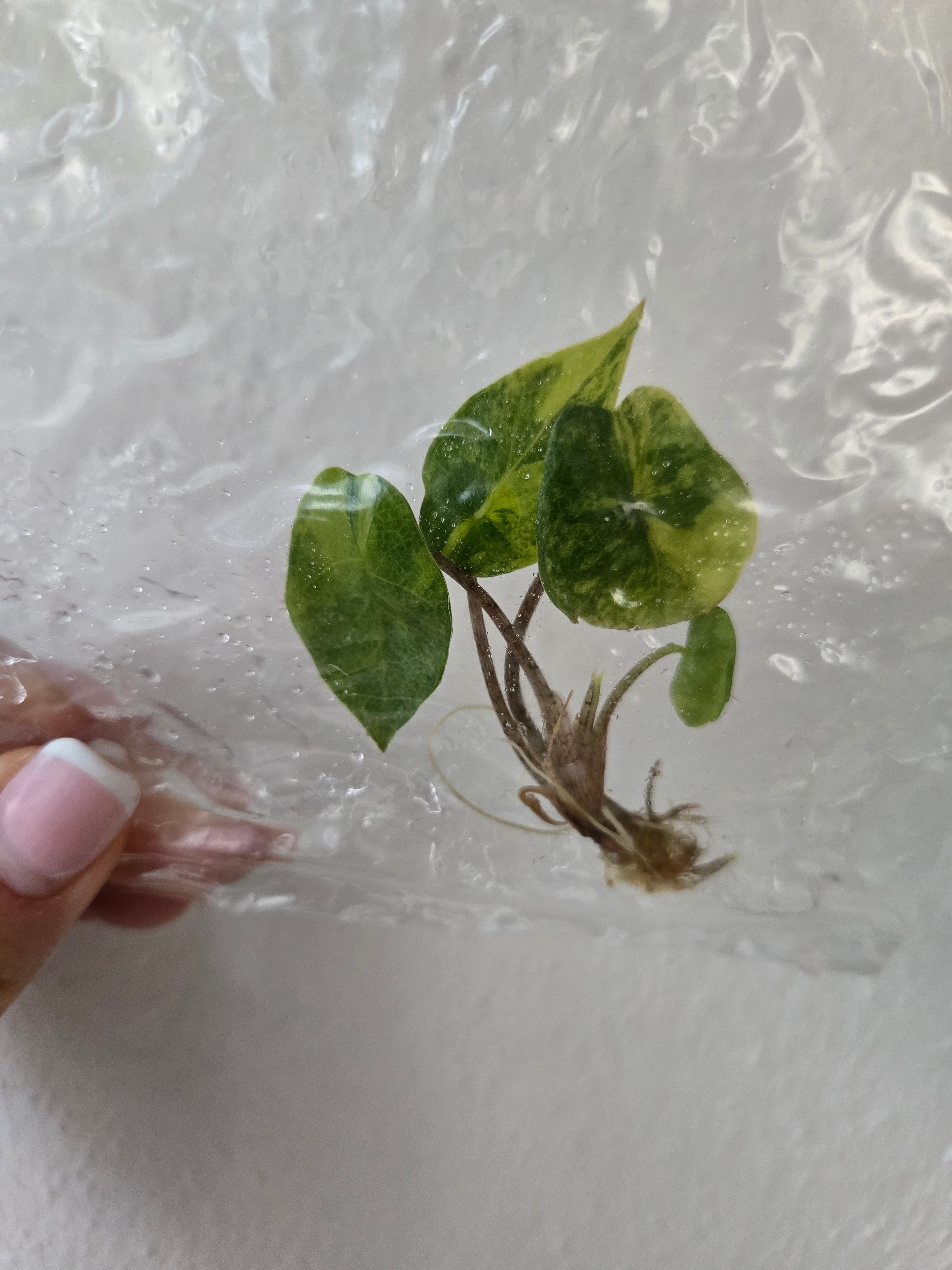 Alocasia Heterophylla Metallic Blue Variegata - TC