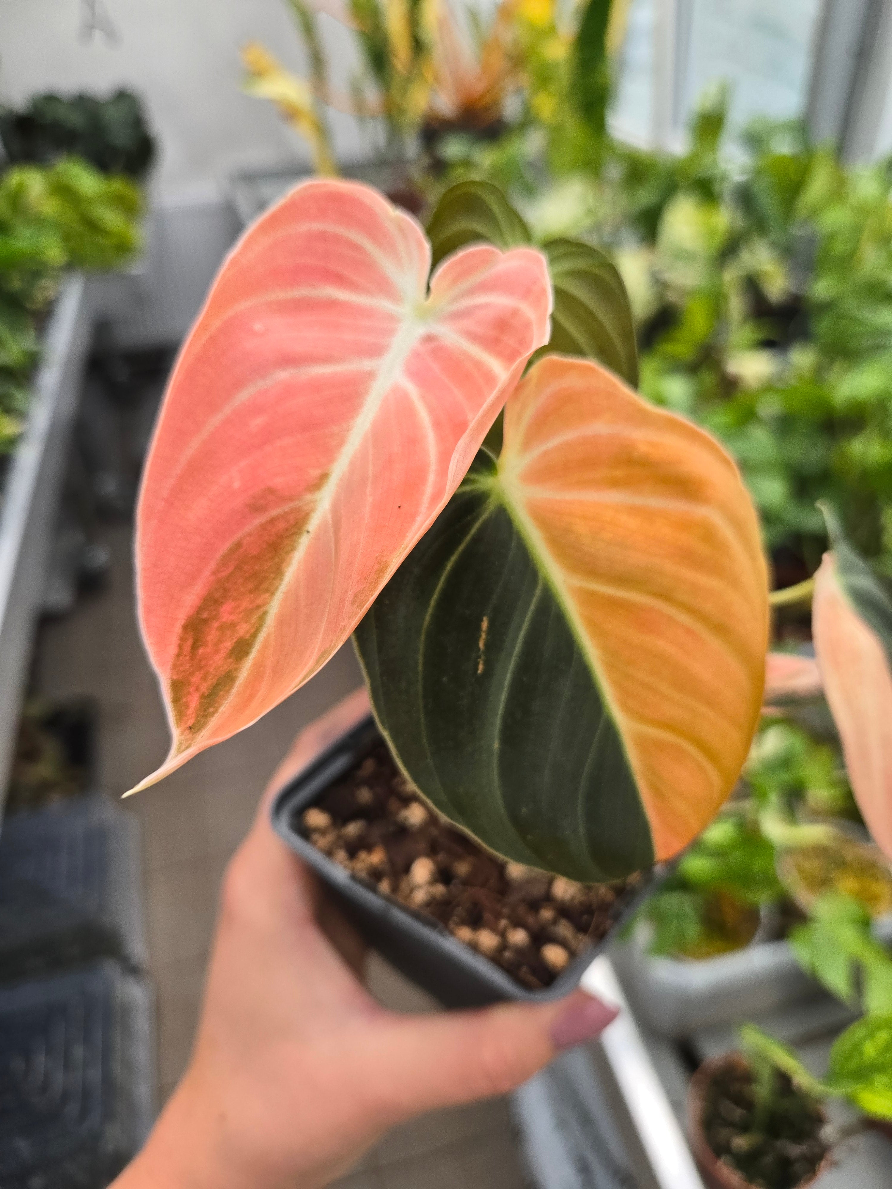 Philodendron Melanchyrsum Orange Pink (Bonfire)
