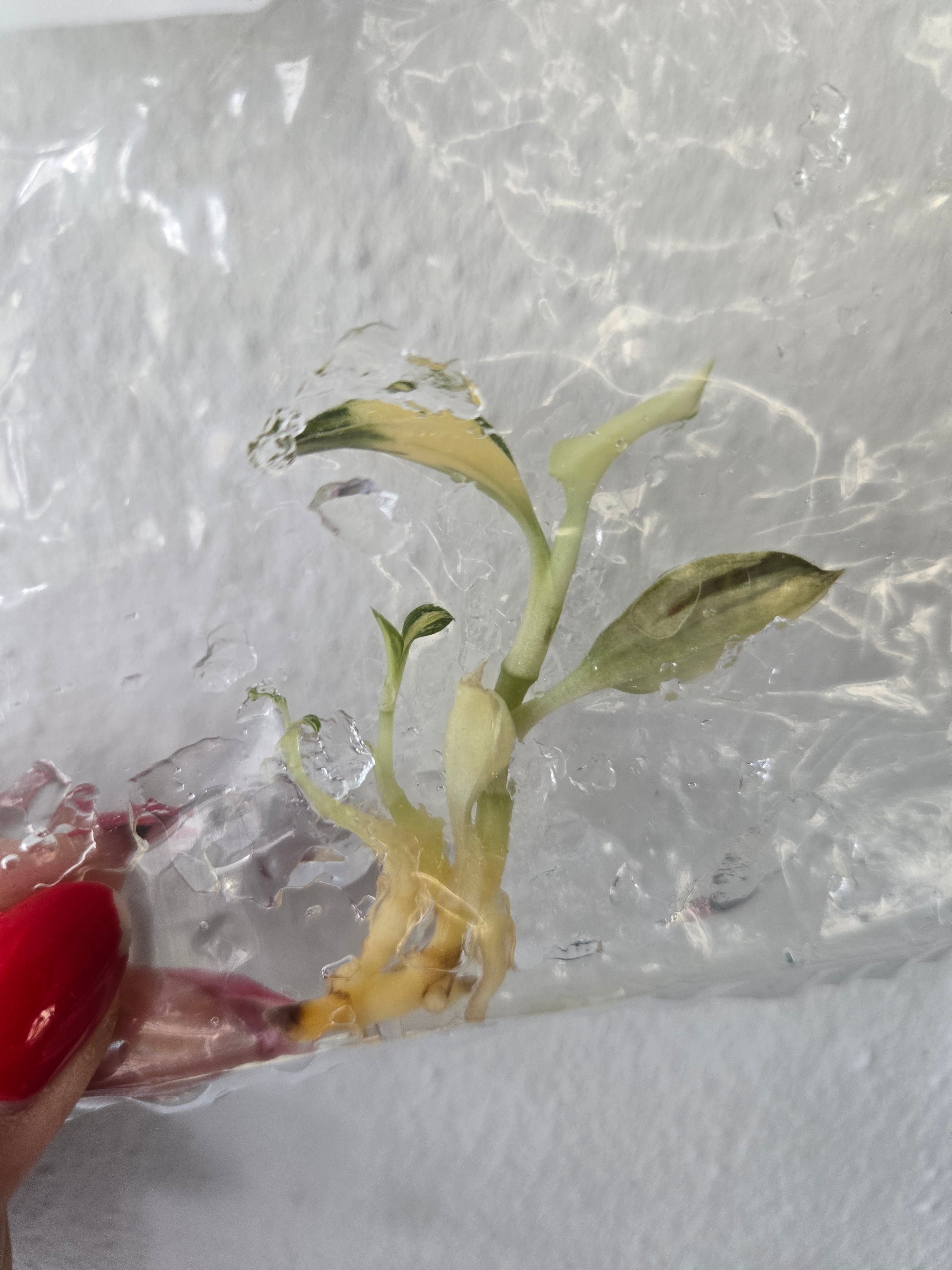 Macodes Petola Variegated - TC