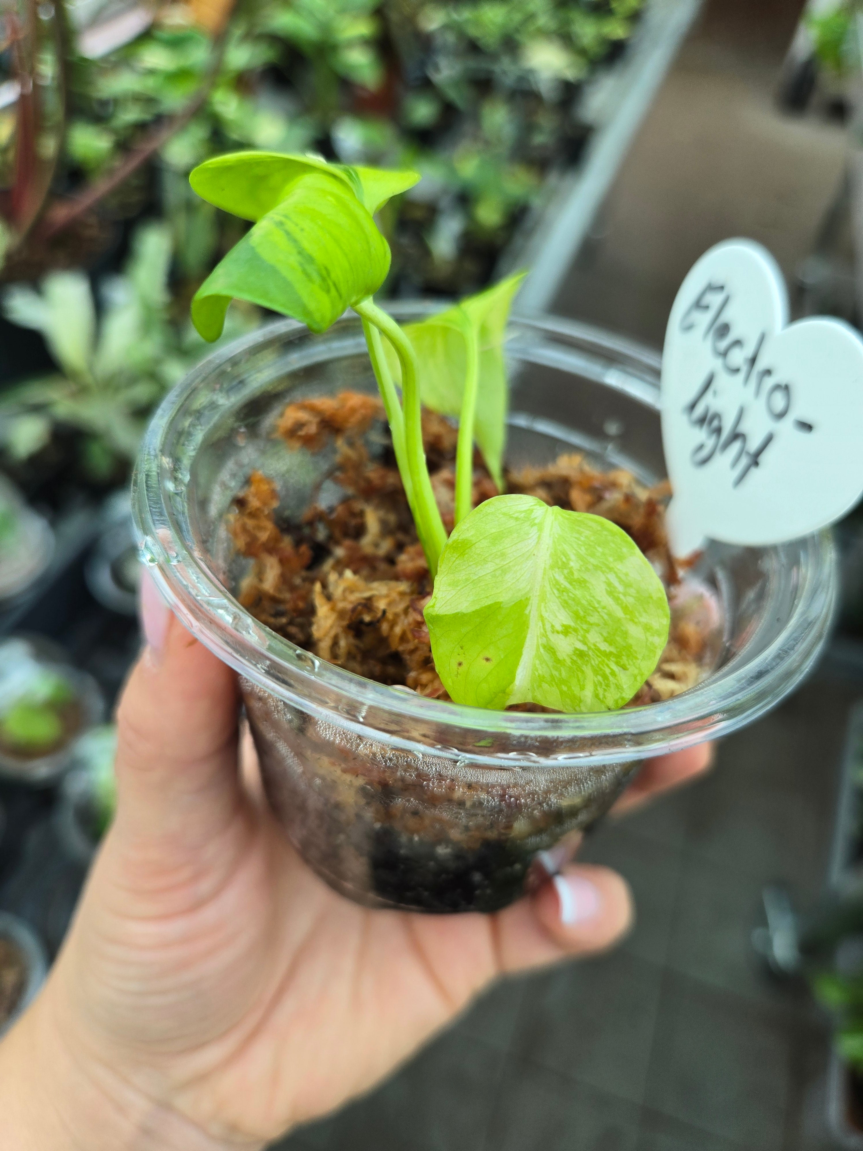 Monstera Electrolight