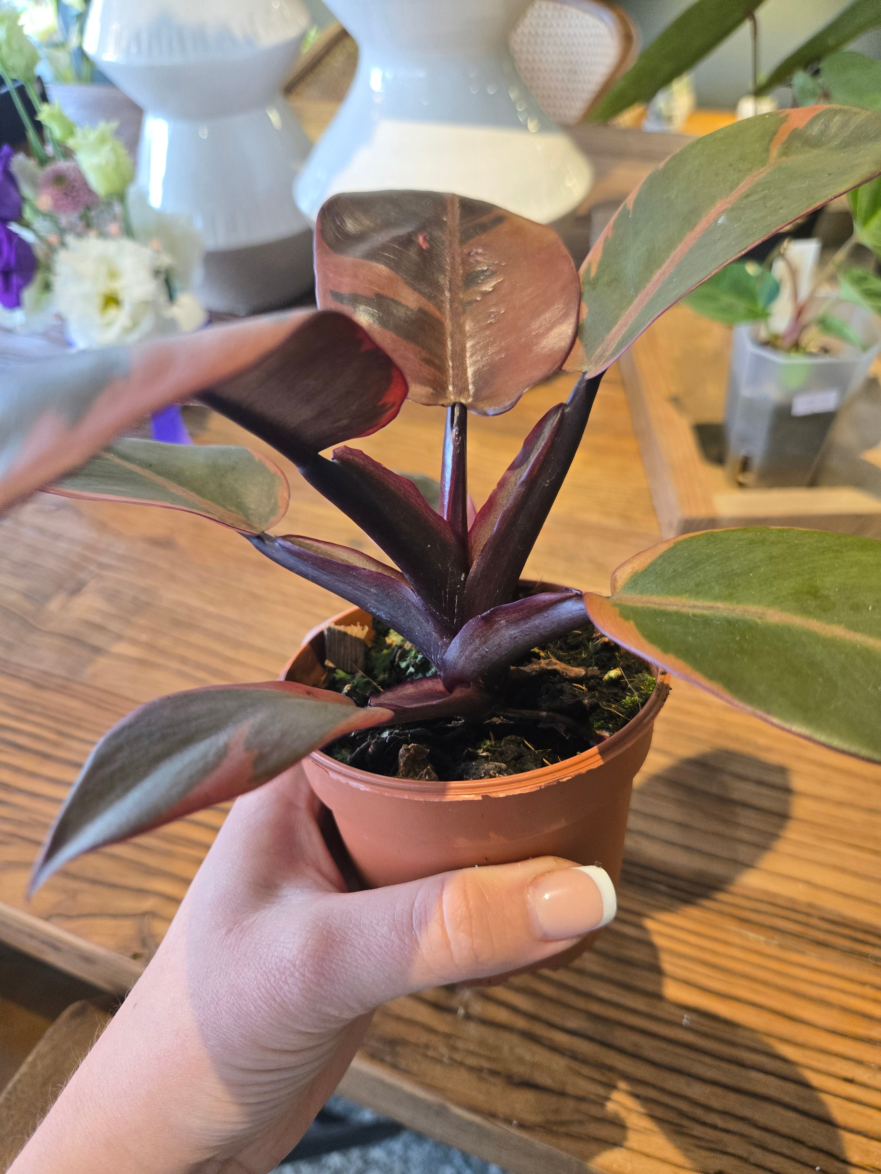 Rhaphidophora Testrasperma Variegata