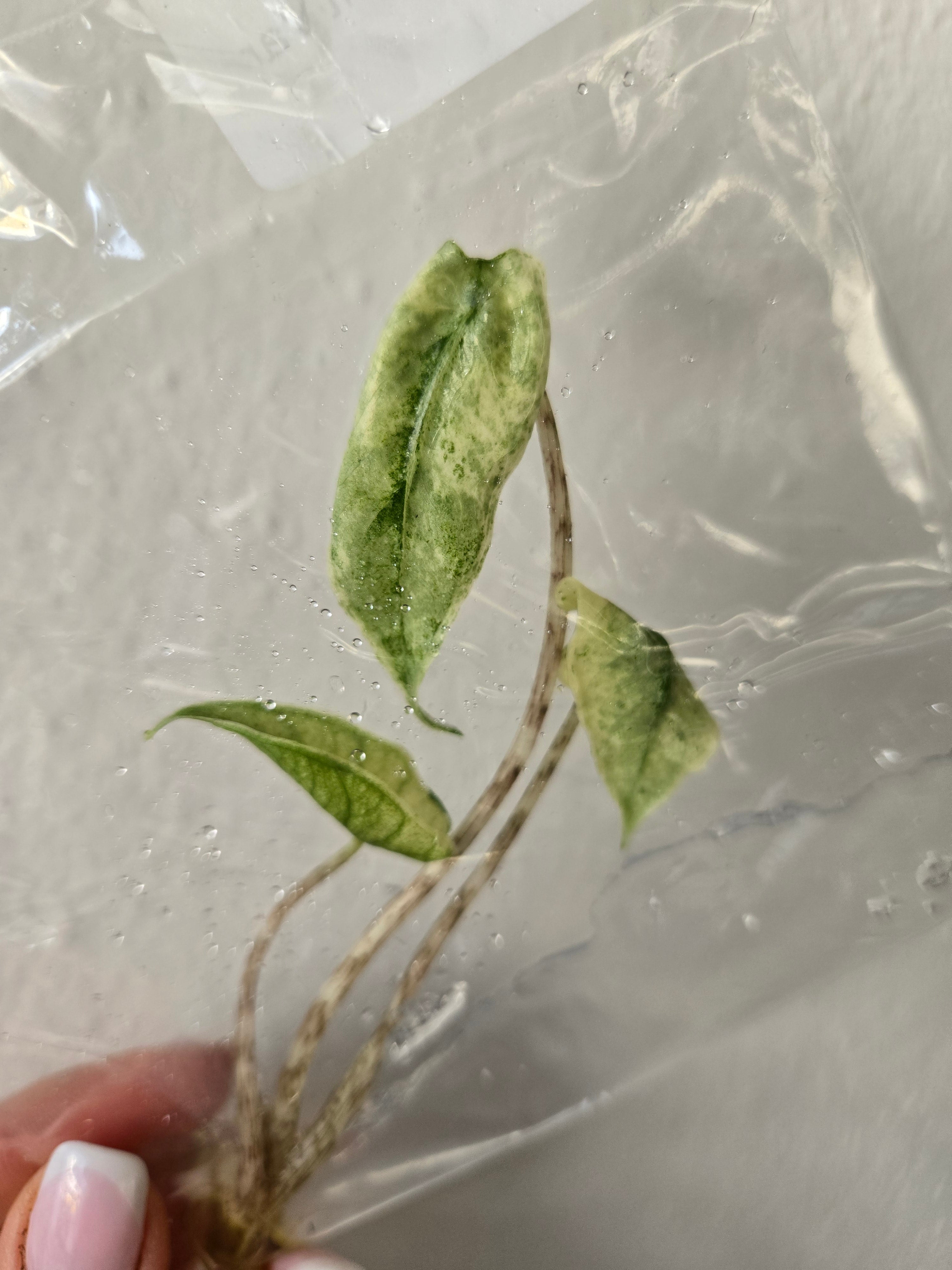 Alocasia Zebrina Mint - TC - Tissue Culture