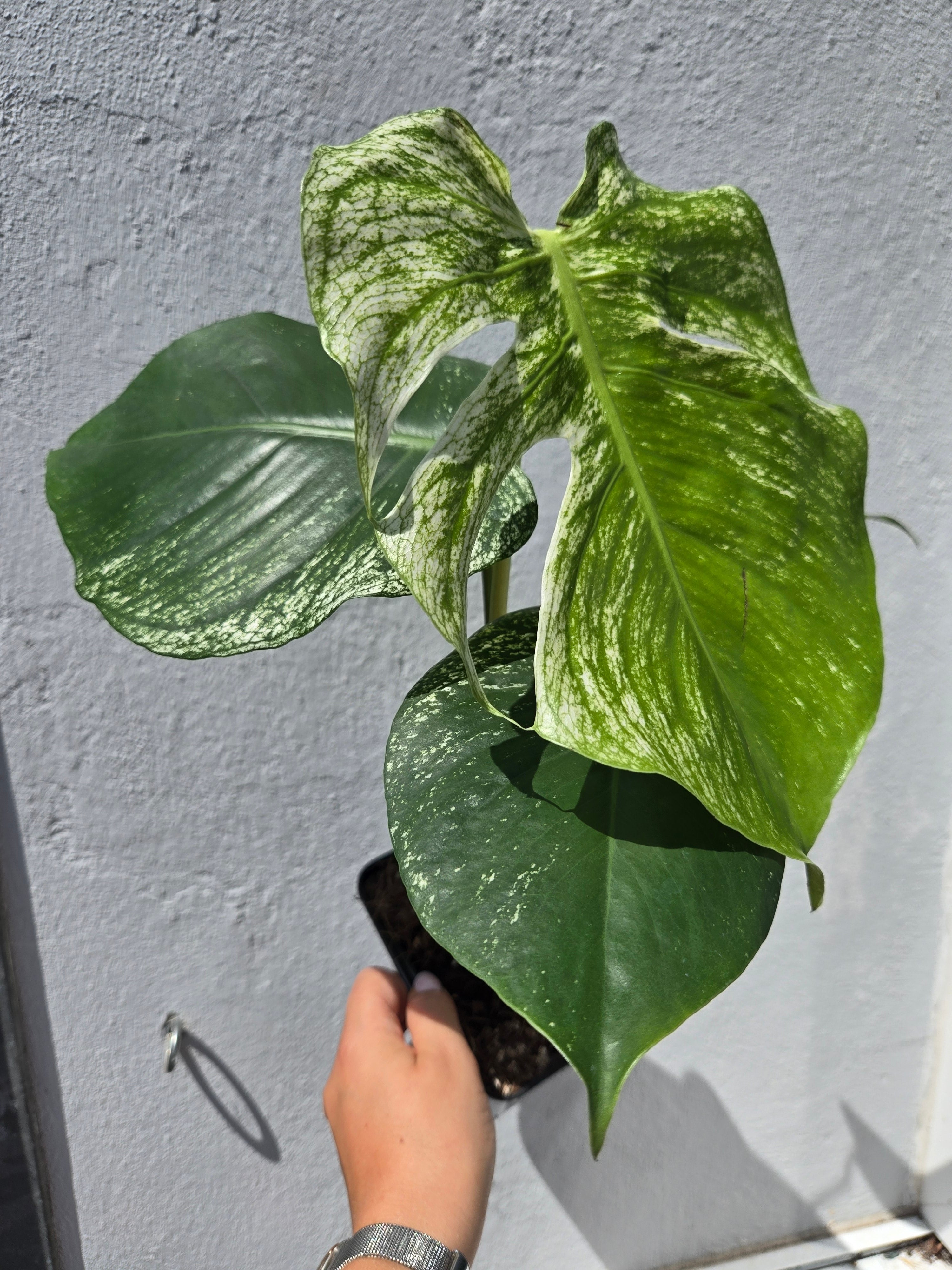 Monstera Devil Monster 45cm