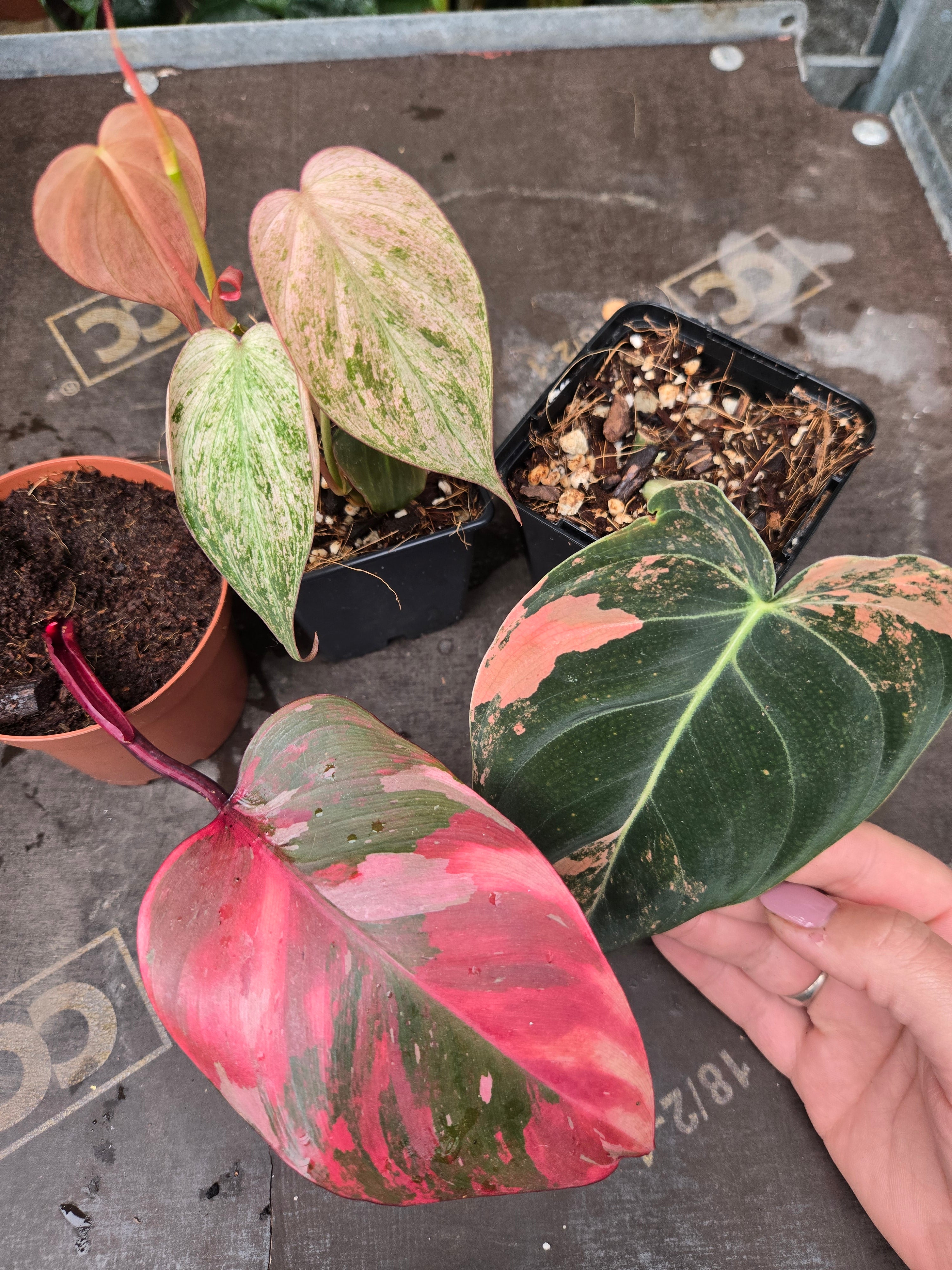 Pink Philodendron Bundel