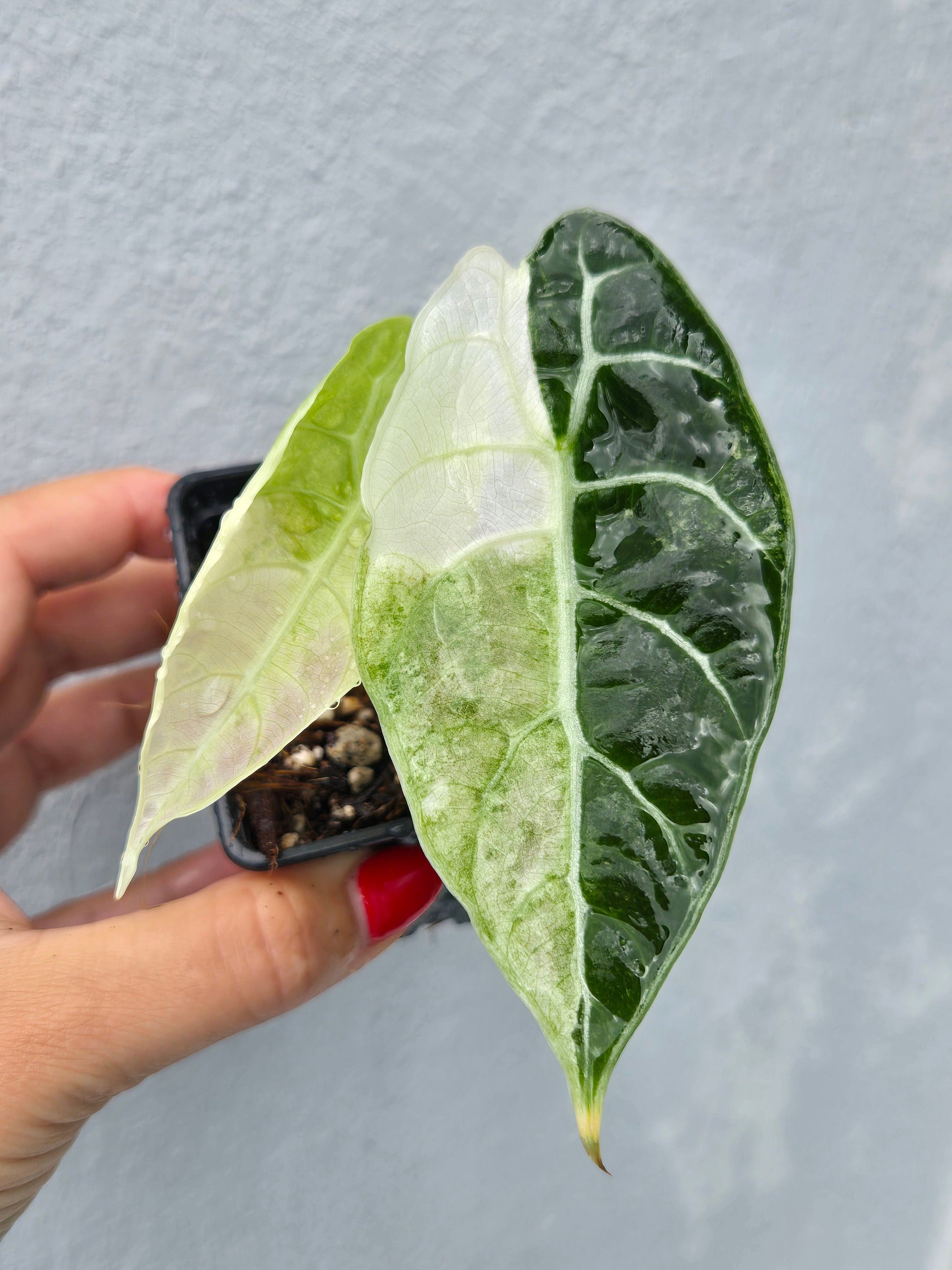 Alocasia Watsoniana Glossy