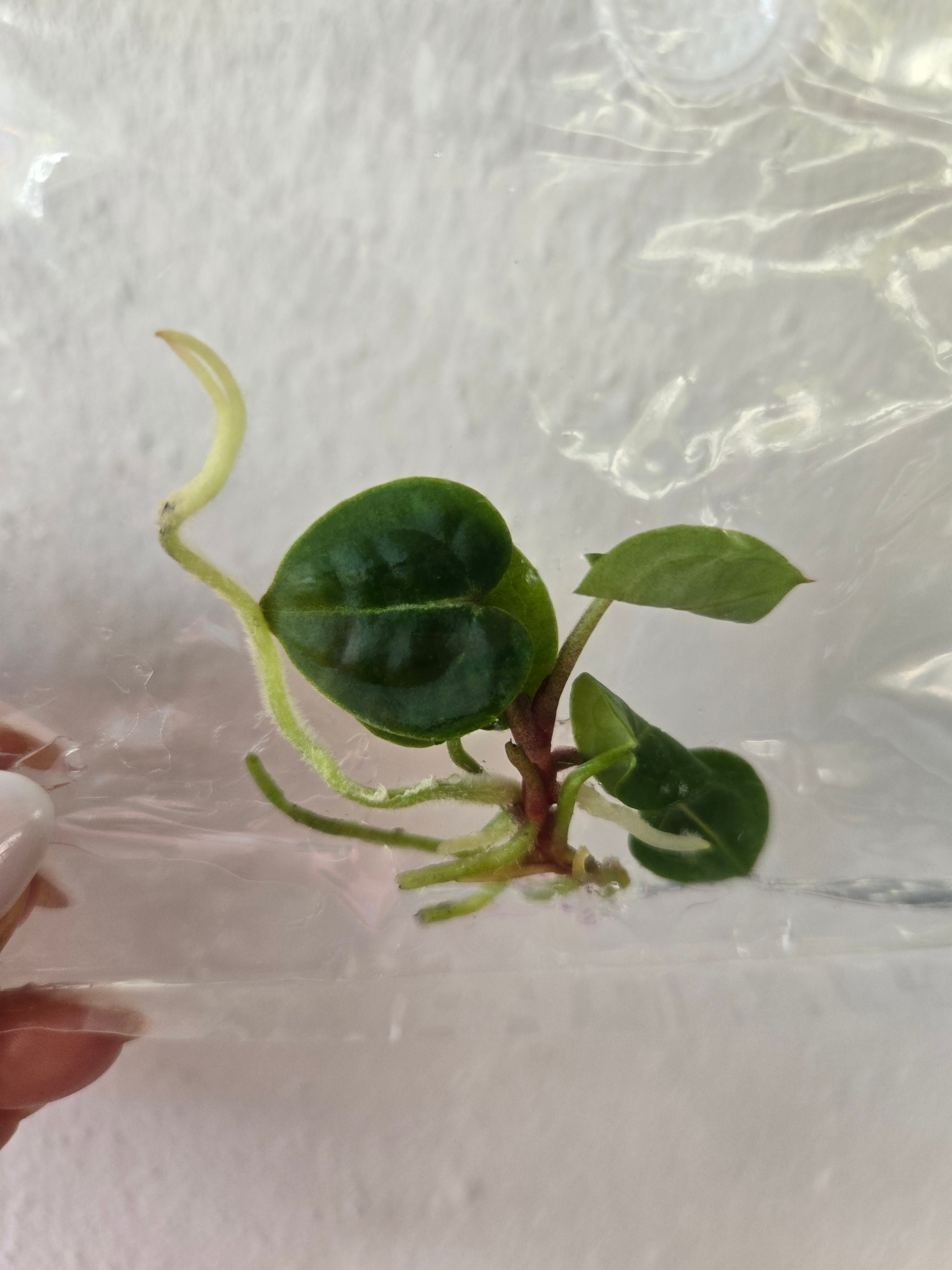 Anthurium SKG Pink Lemonade - TC