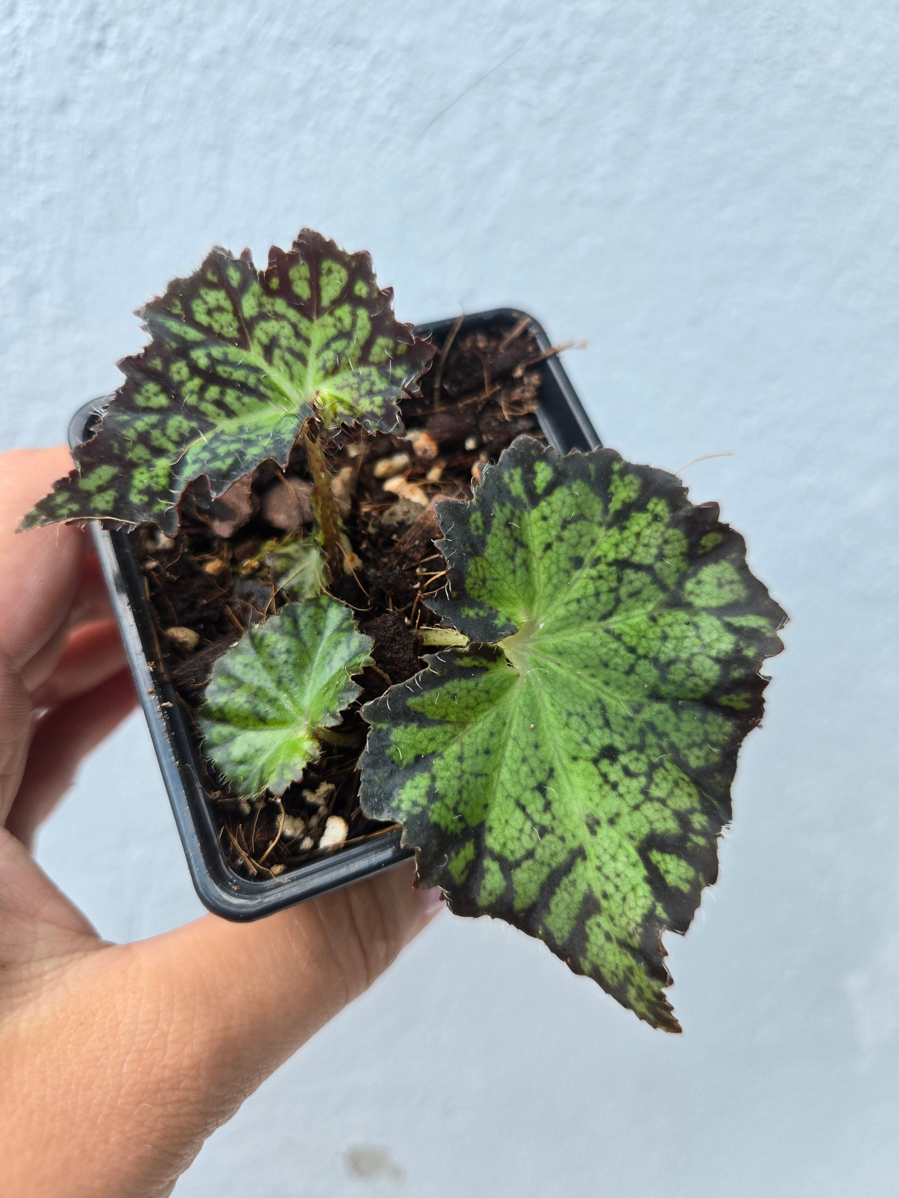 Begonia Pseudoedulis