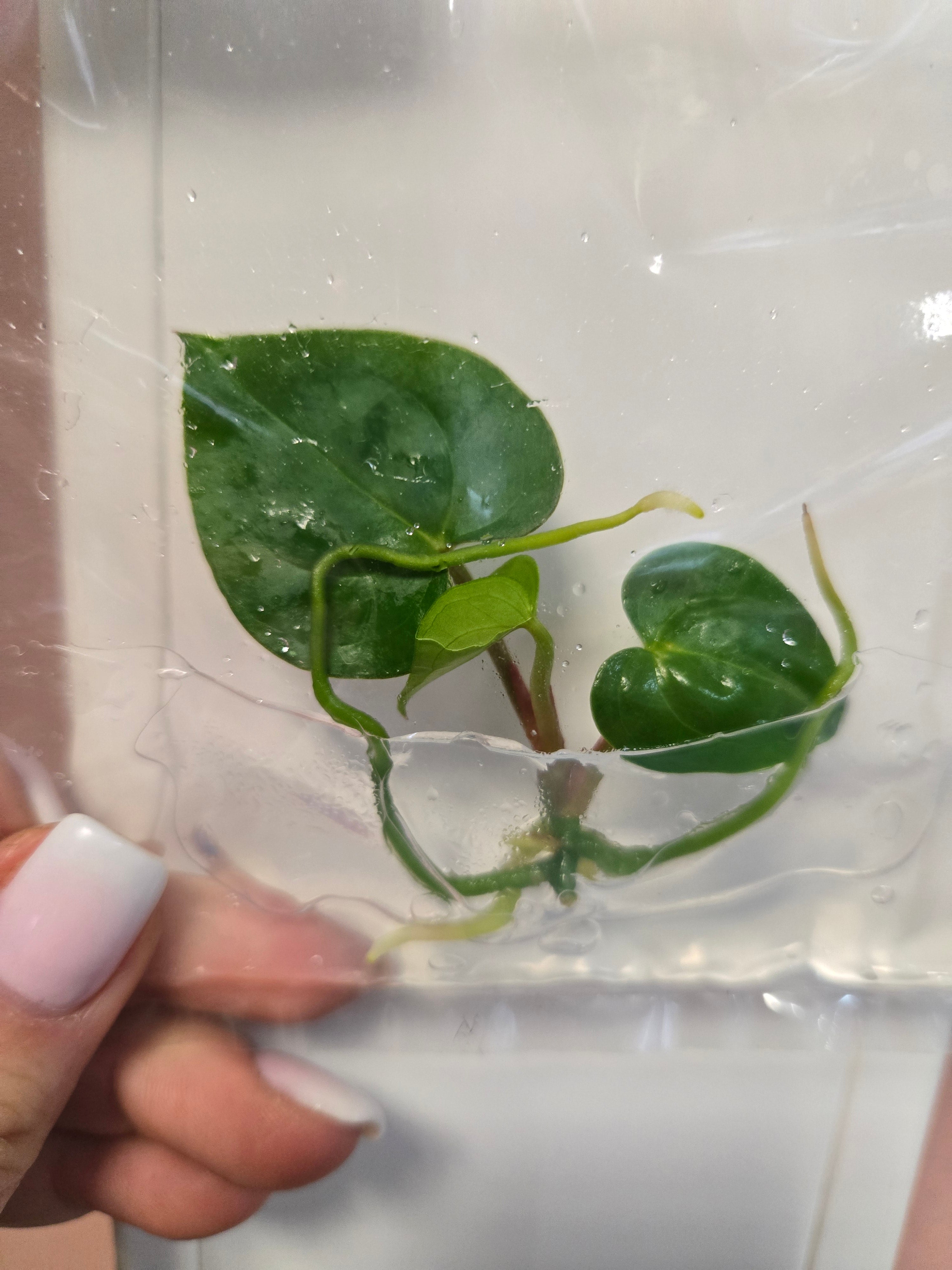 Anthurium KOS Hybrid x Crackin Veins -TC -Tissue Culture