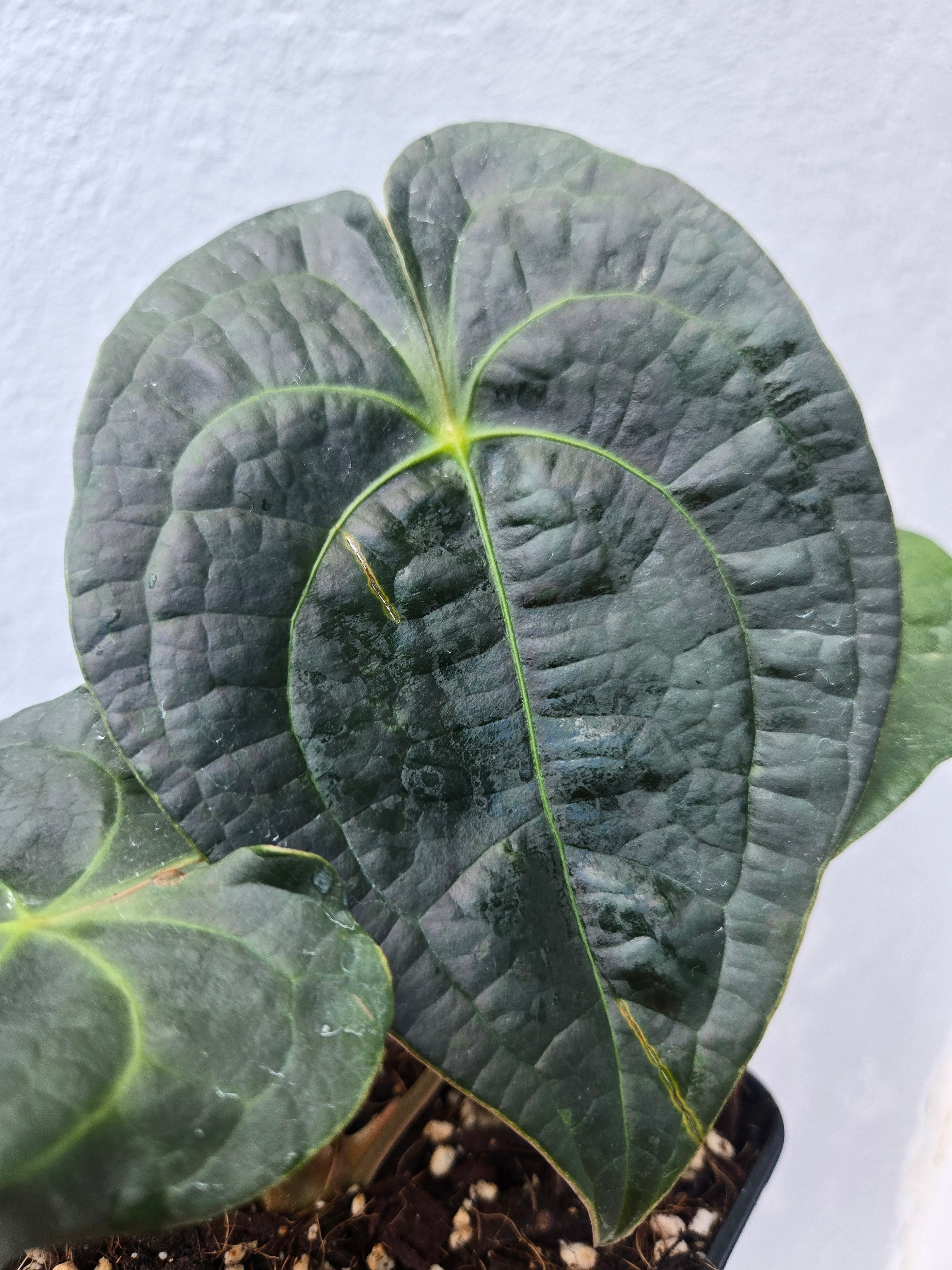 Anthurium Forgetti x Luxurians