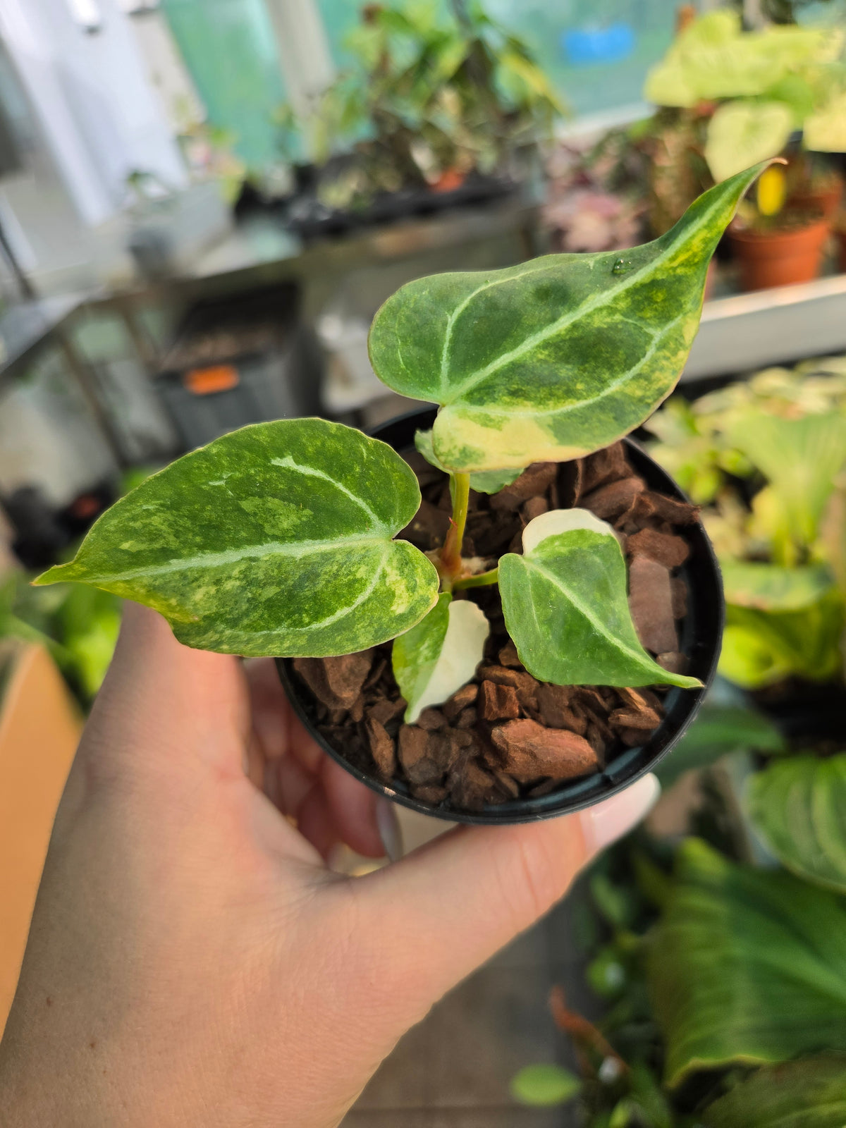 Anthurium Papillianum var. x Crystallinum x Michelle Variegated
