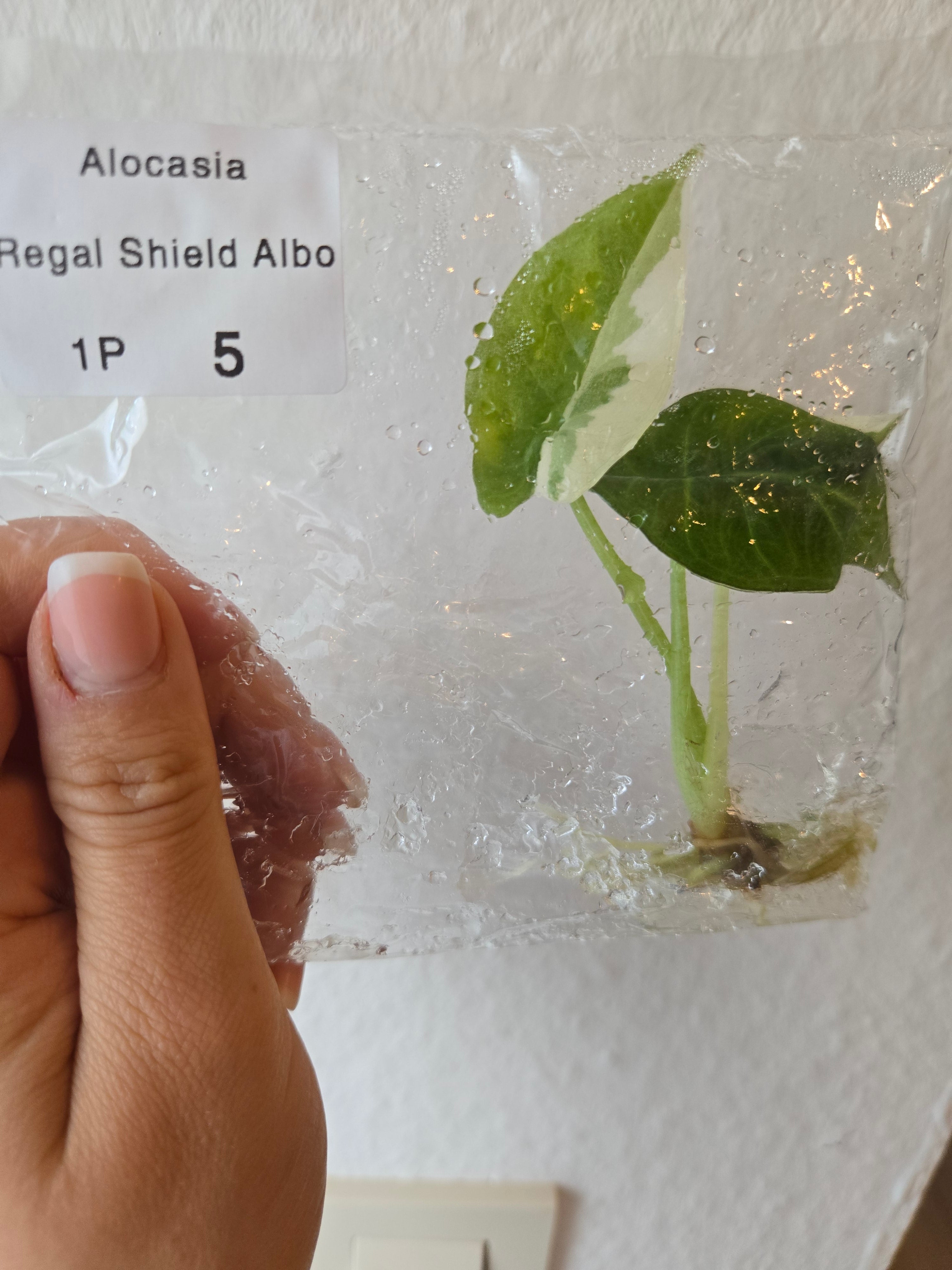 Alocasia Regale Shield Albo