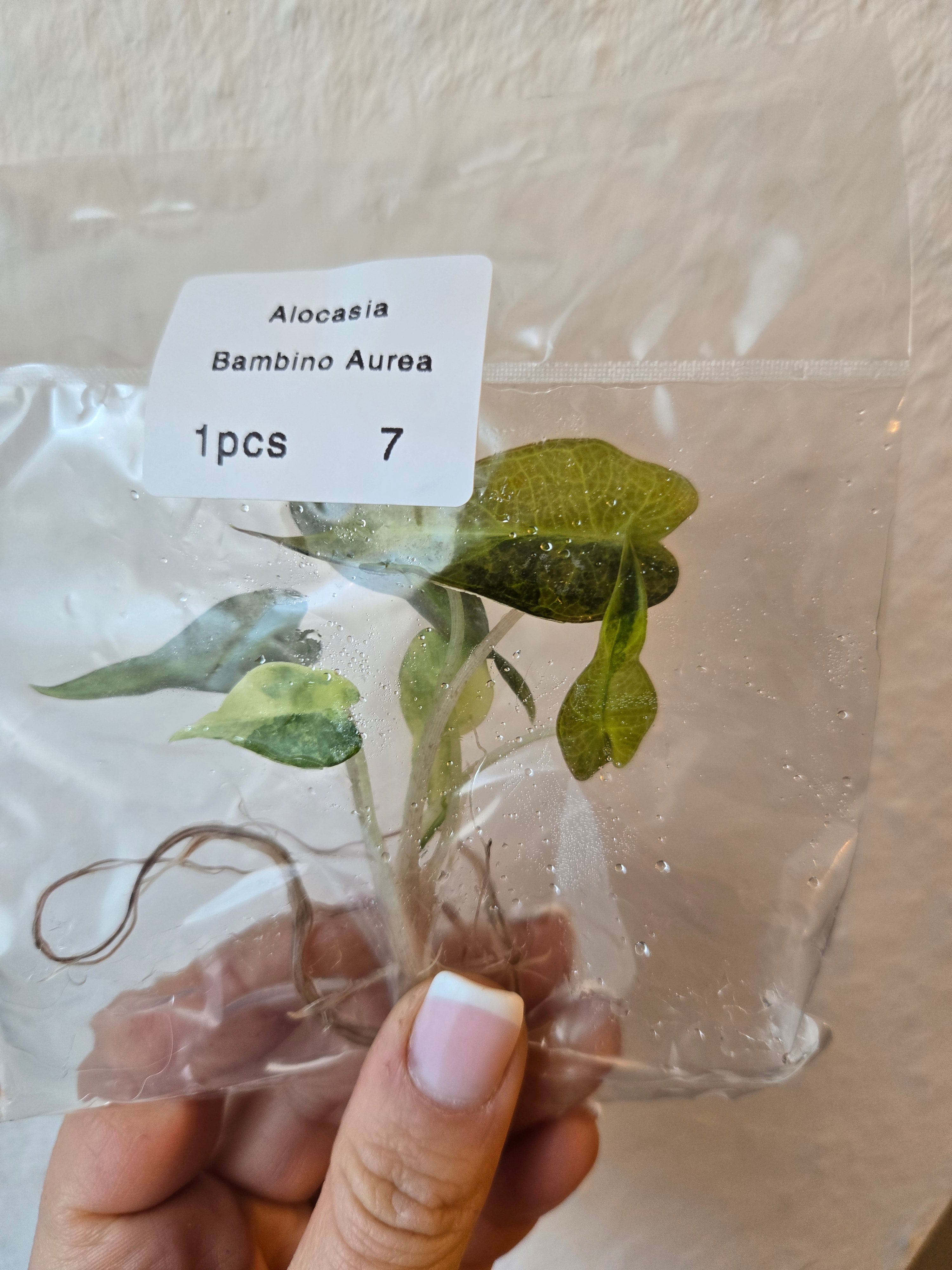 Alocasia Bambino Aurea