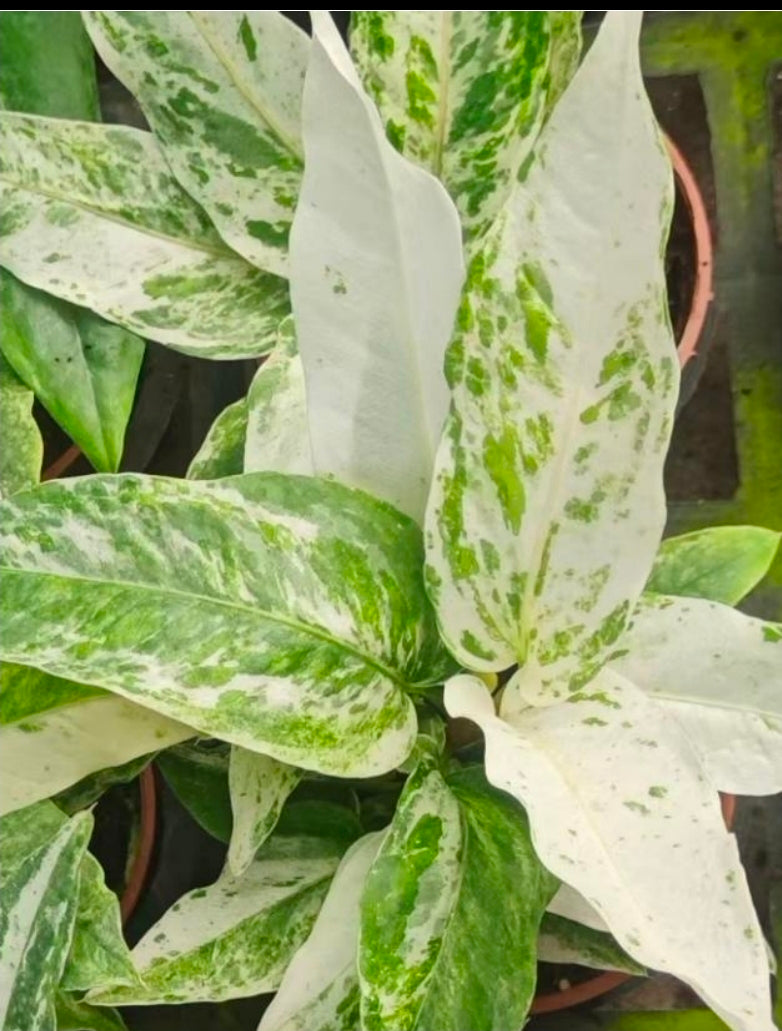Anthurium Hookeri Albo Variegata - TC