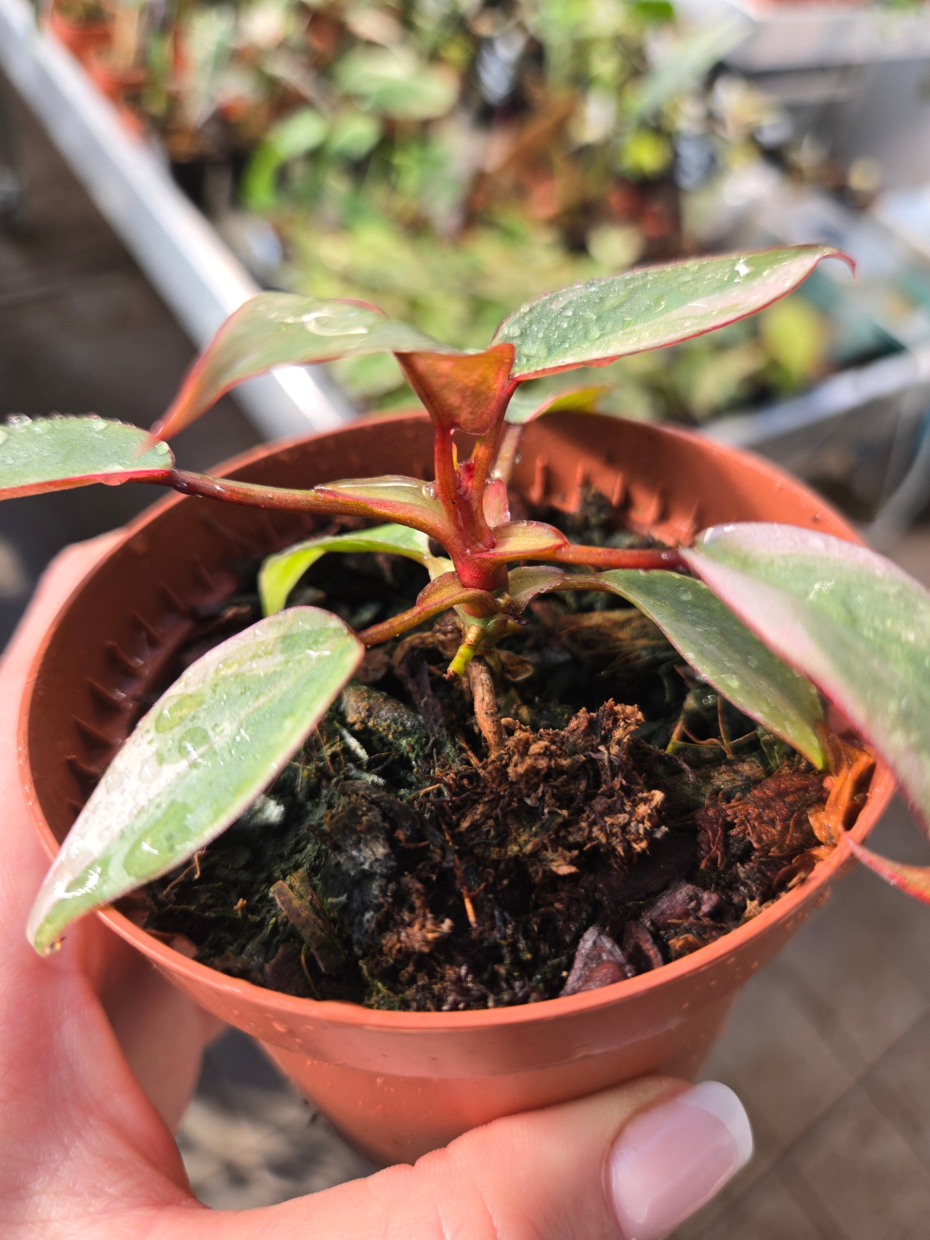 Philodendron Atabapoense Pink