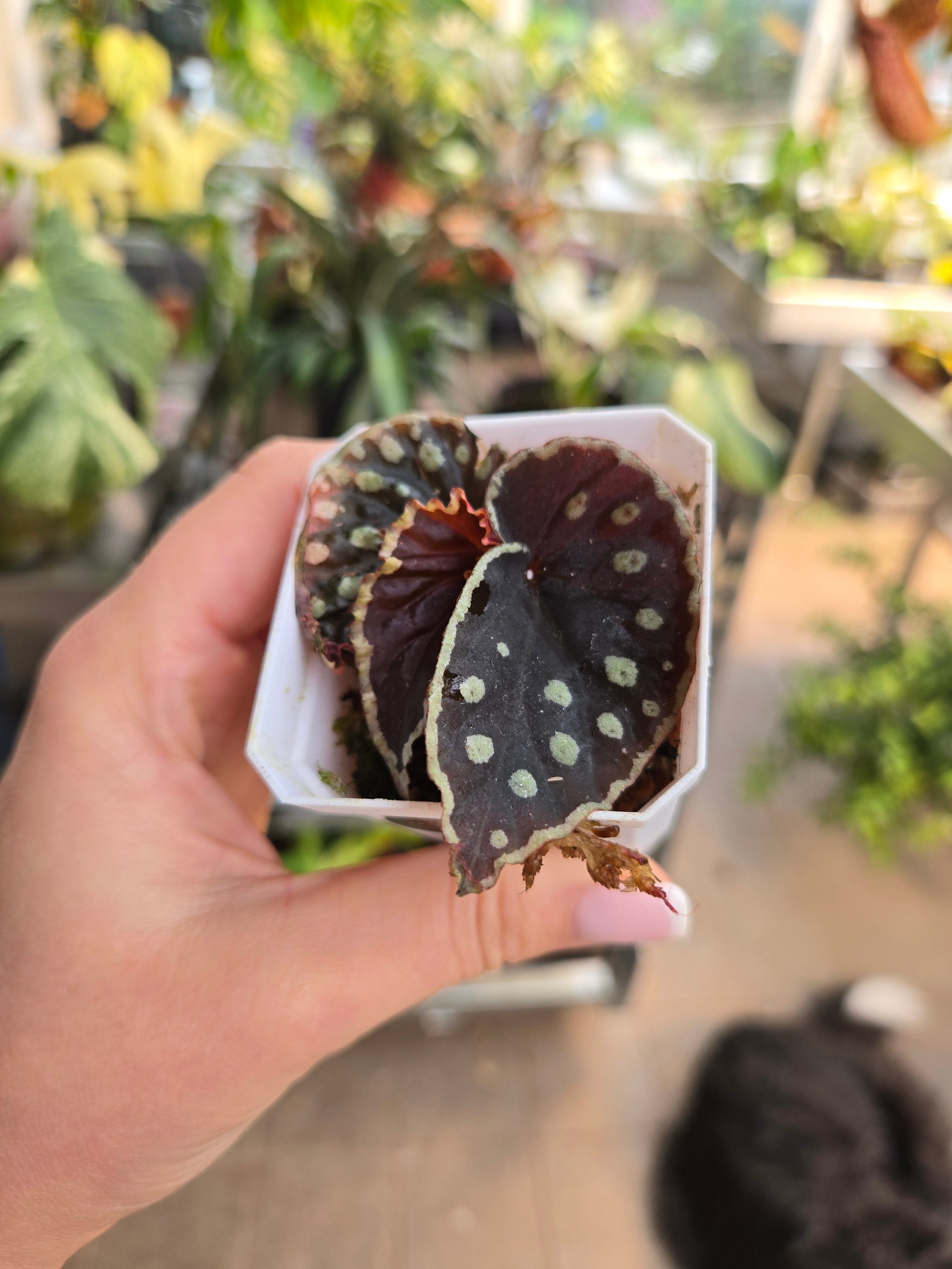 Begonia Firefly