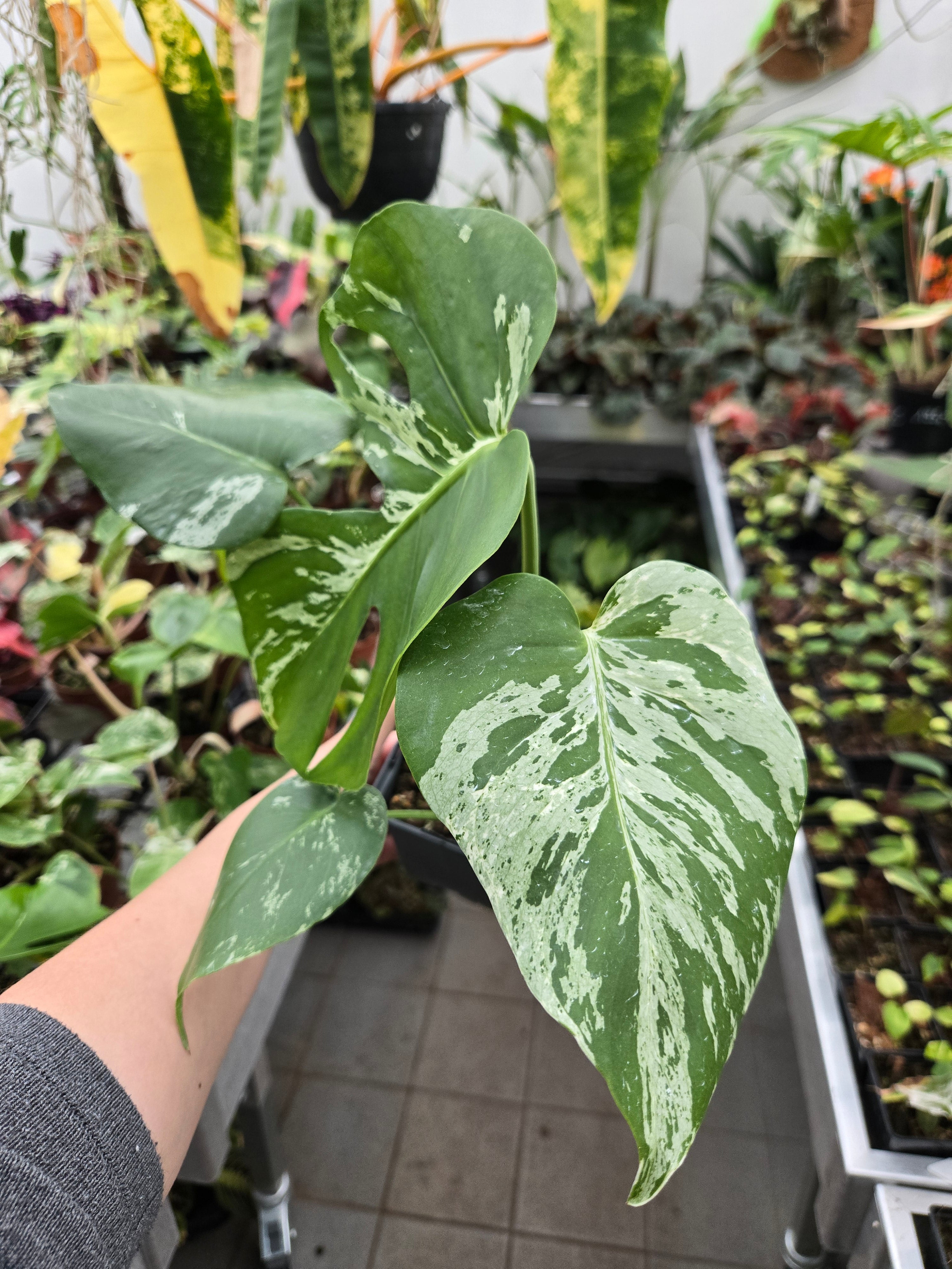 Monstera Bulbasaur