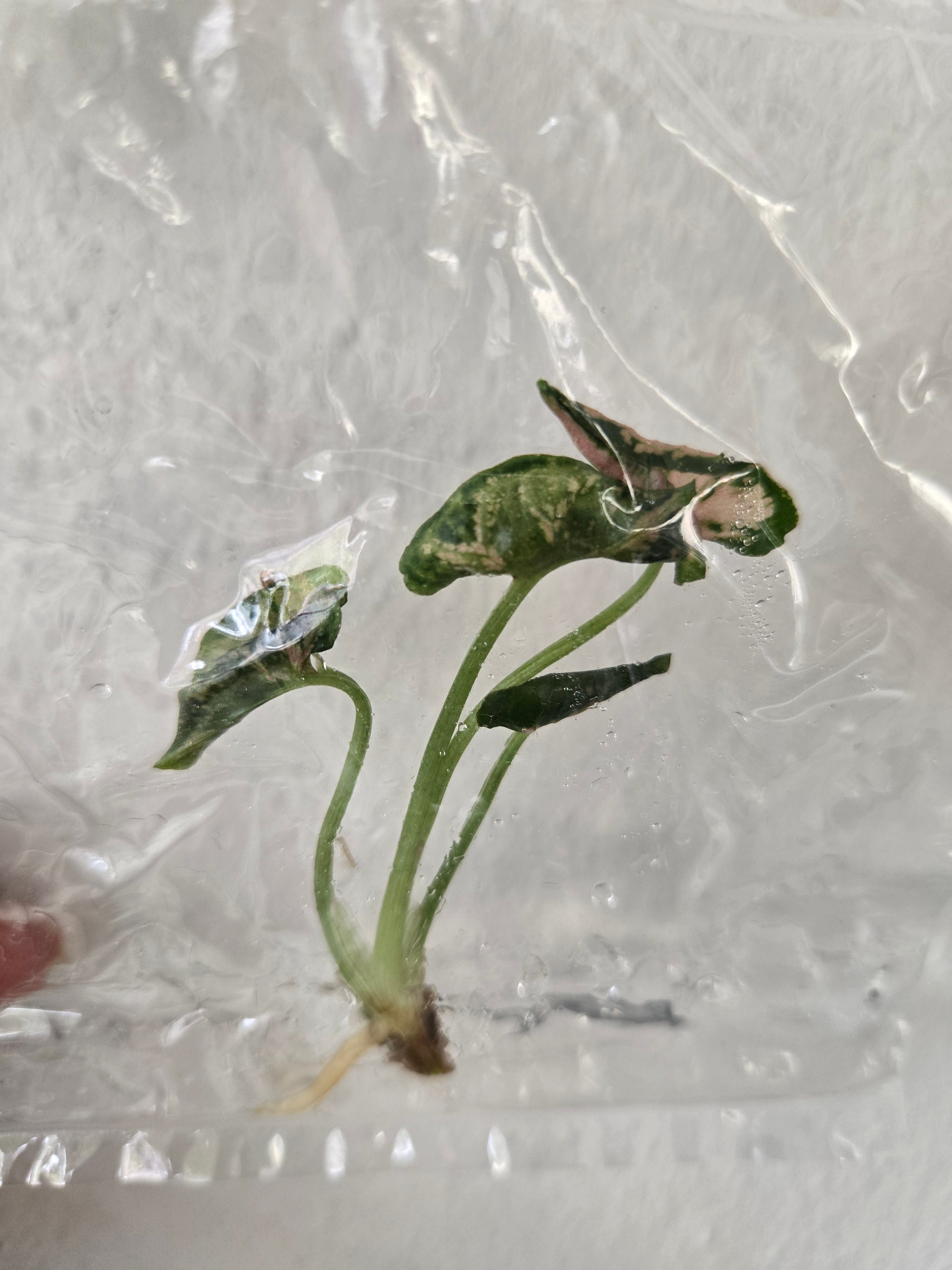 Syngonium Pink Rolli - TC