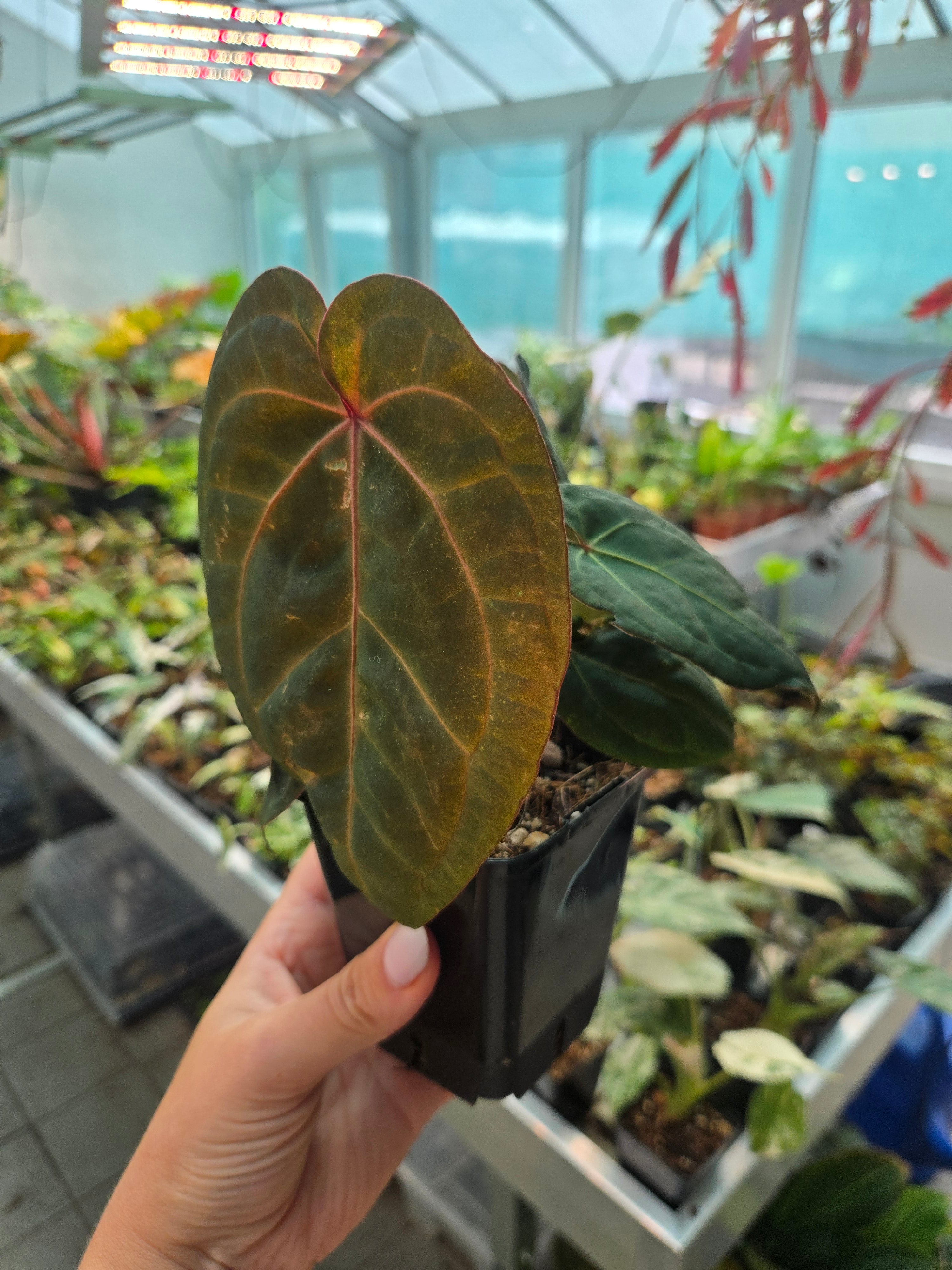 Anthurium Red Vein Dark Phönix (RVDP