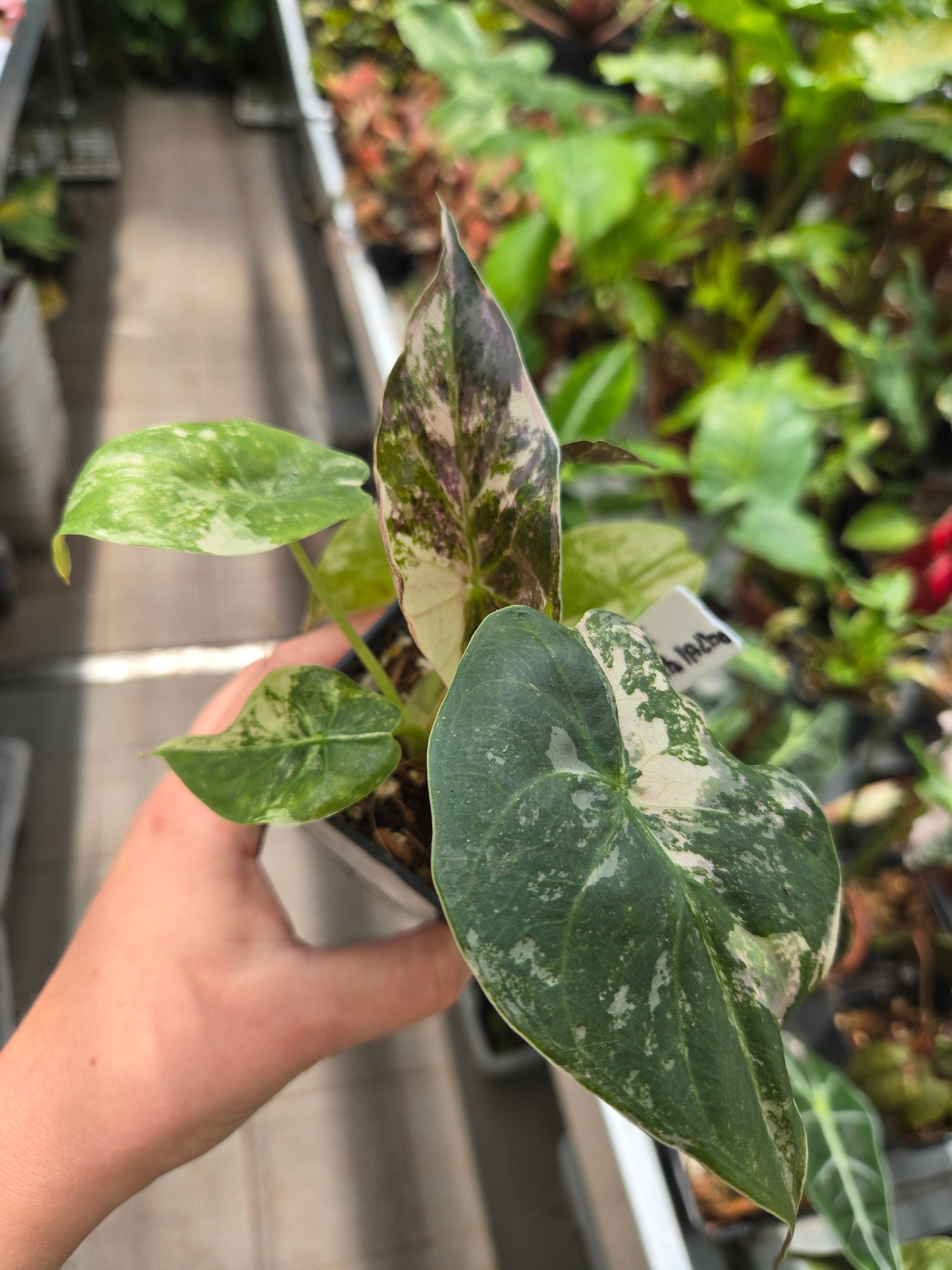 Alocasia Wentii Pink Albo