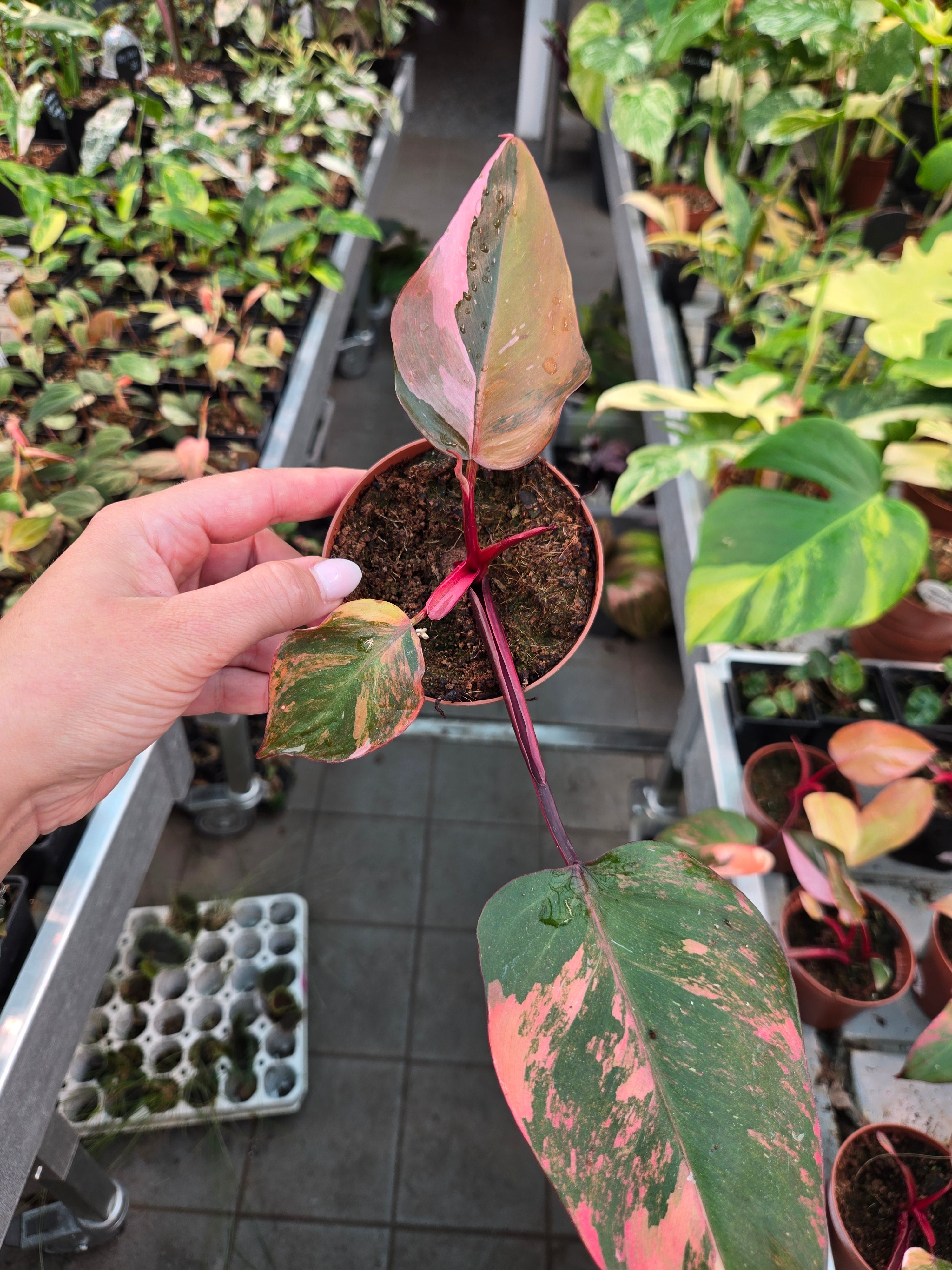 Philodendron Princess of Fire S