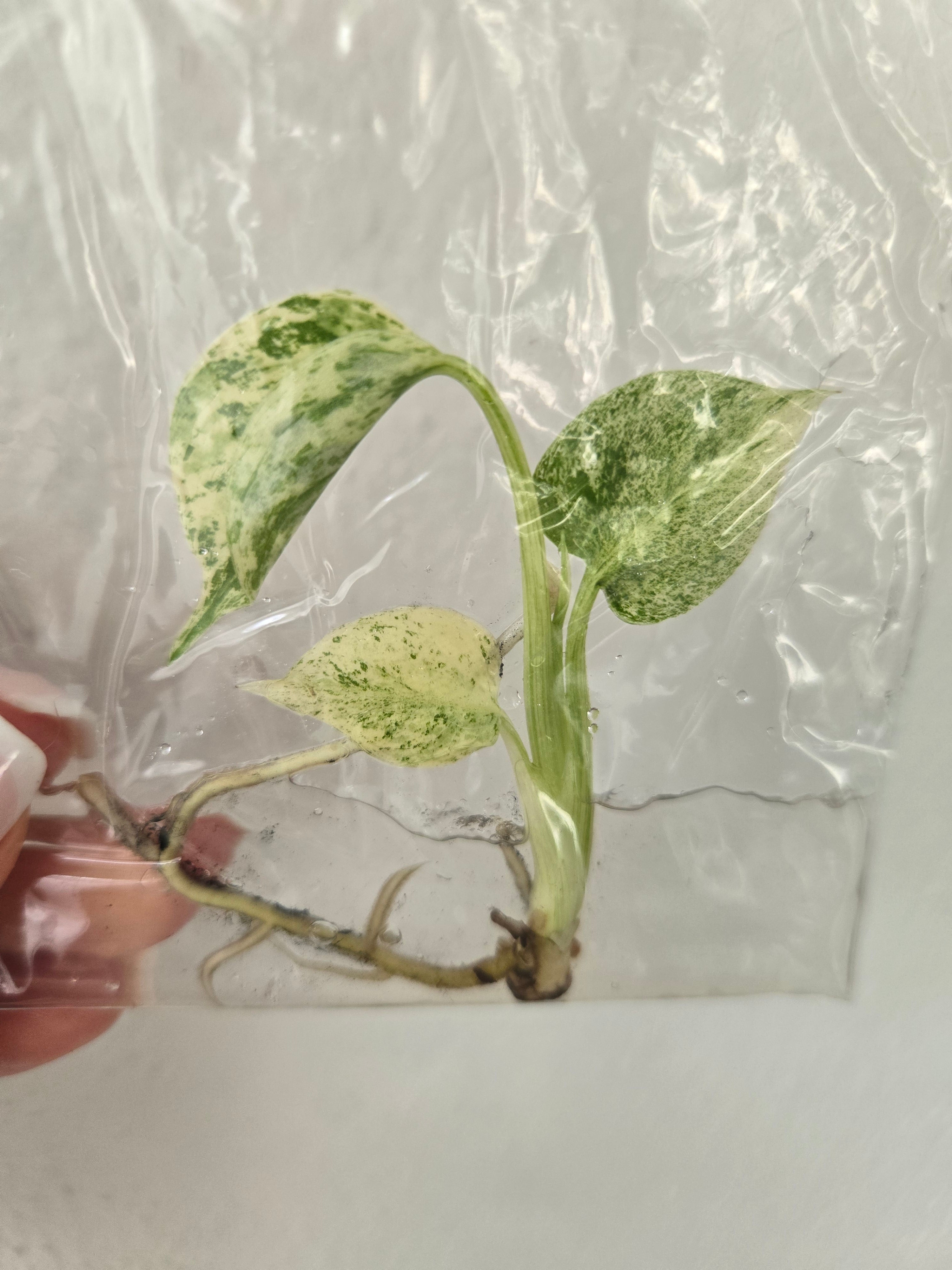Monstera Deliciosa Star Shadow - TC - Tissue Culture