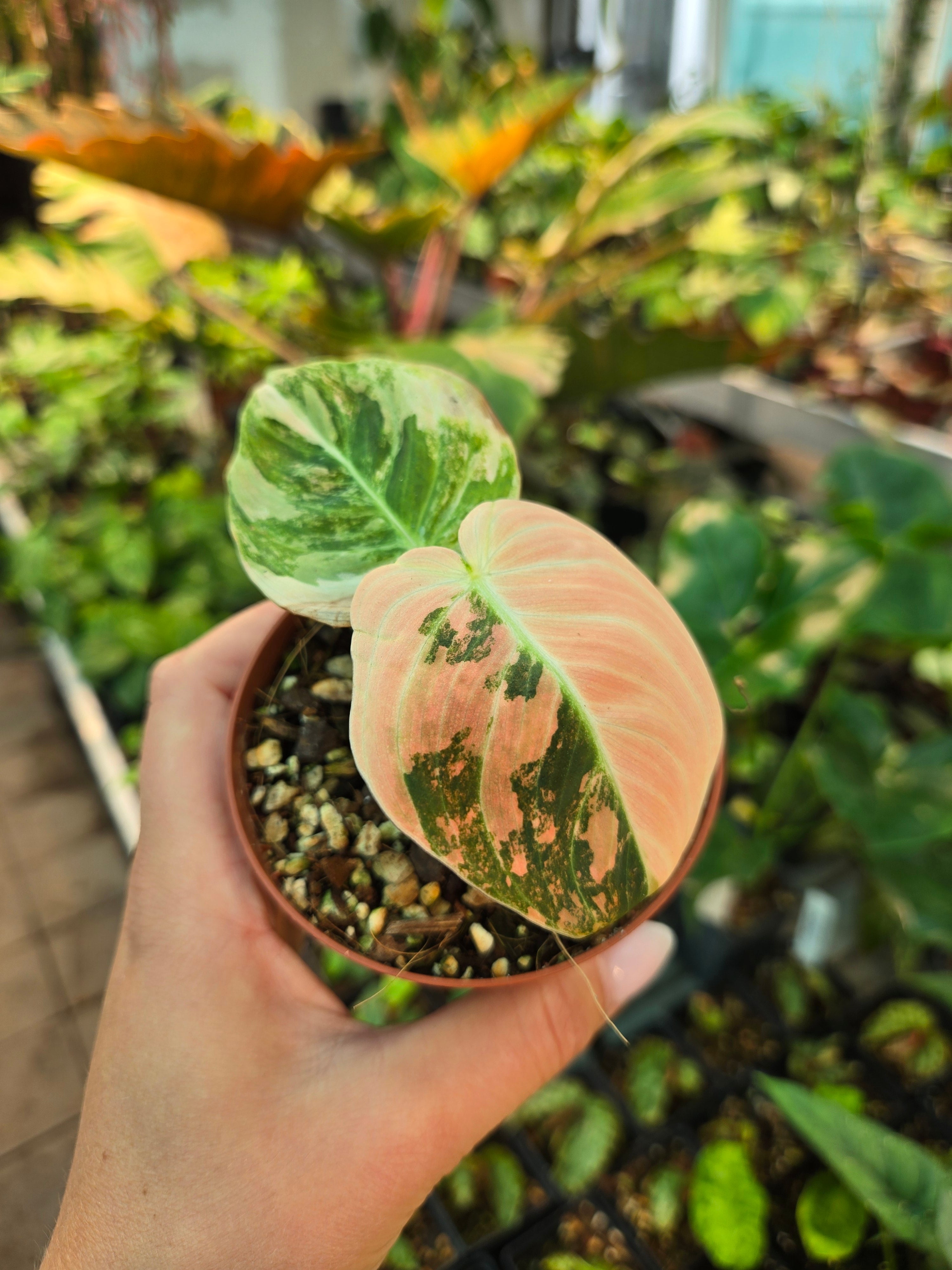 Philodendron Melanochrysum orange pink small