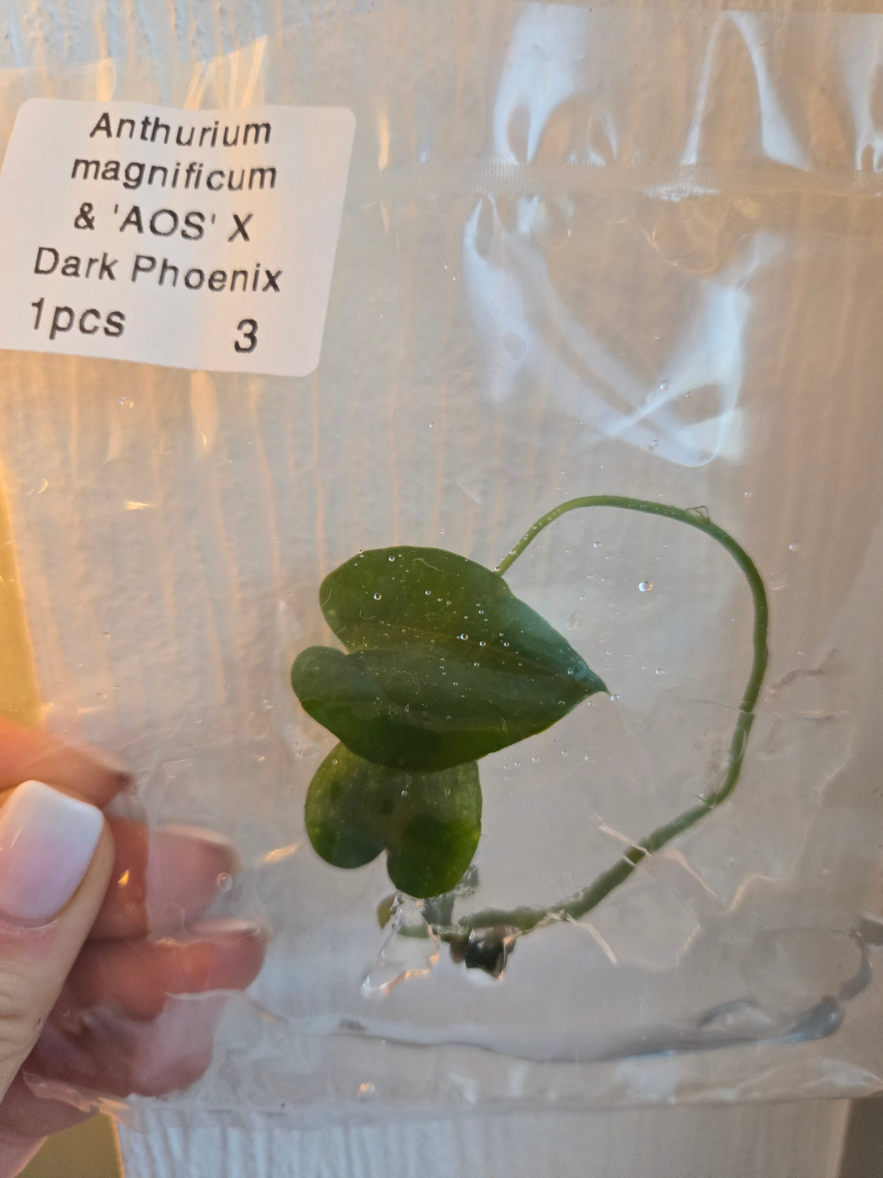 Anthurium (Magnificum x AOS) x Dark Phönix -TC