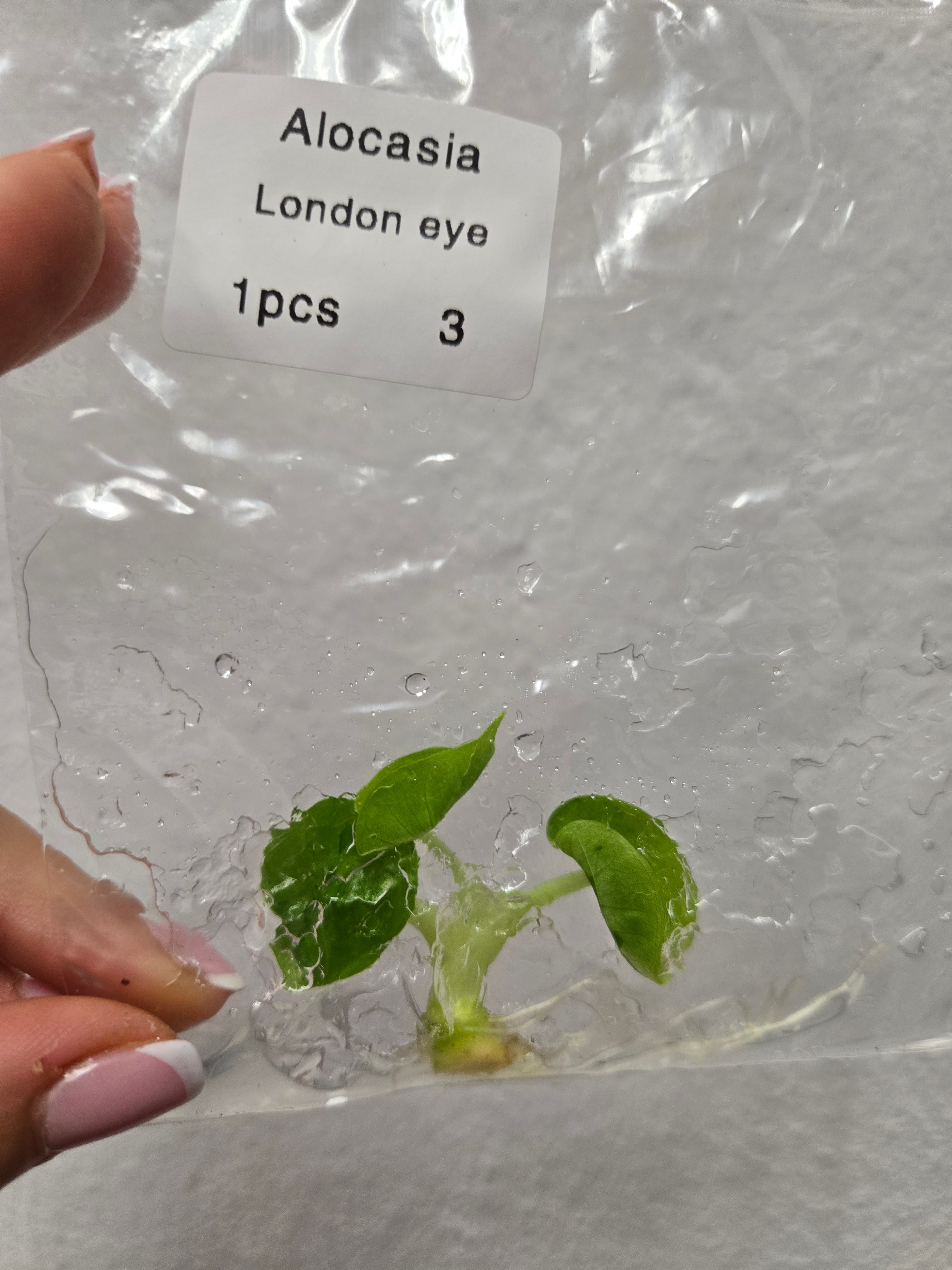 Alocasia London eye - TC -