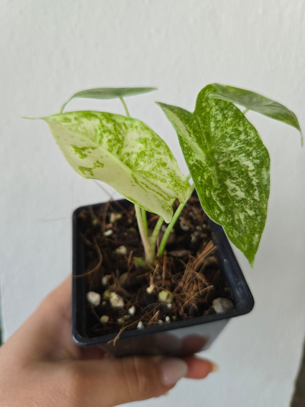 Alocasia Longiloba Thai Con