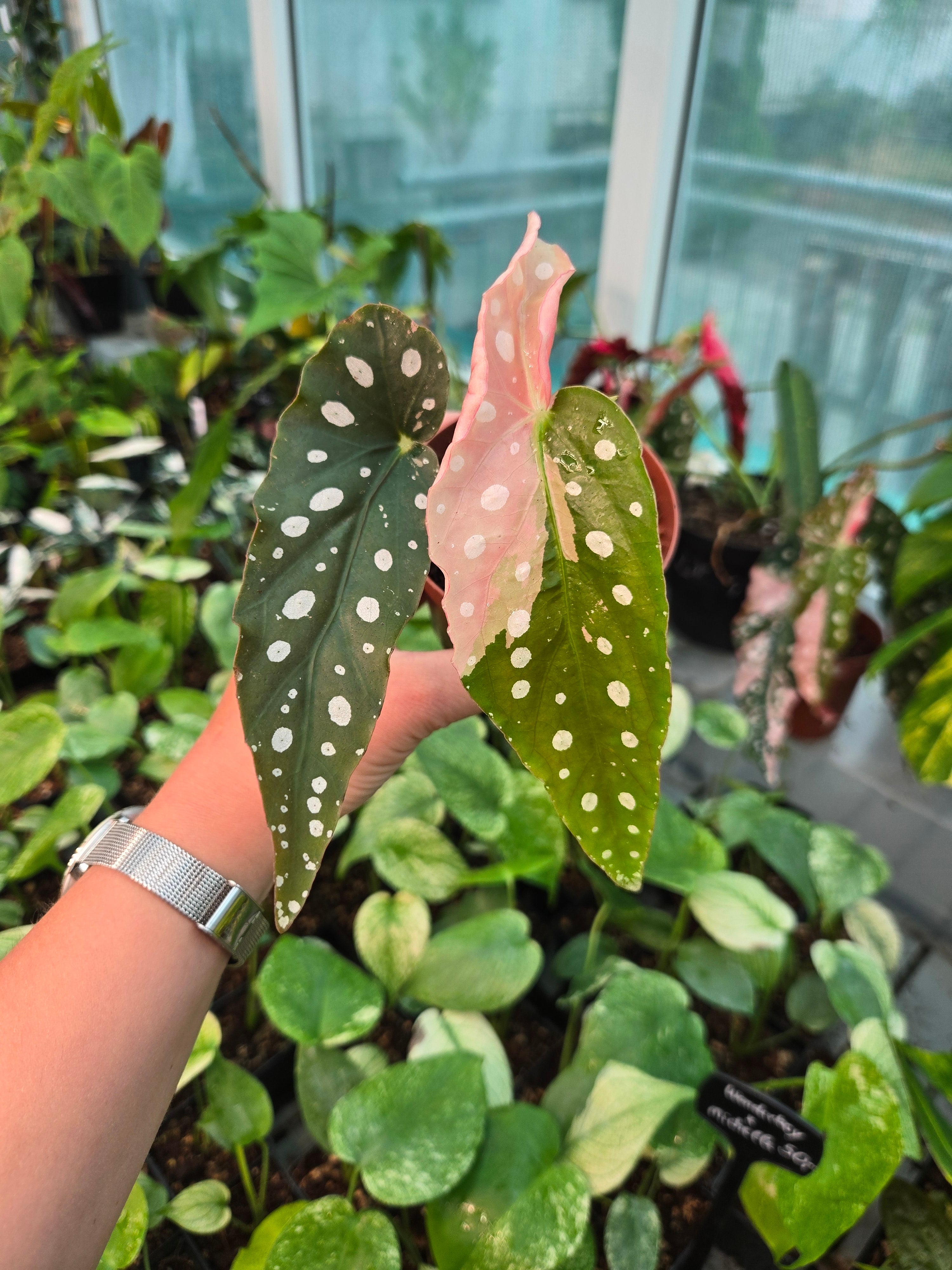 Begonia Maculata Pink S
