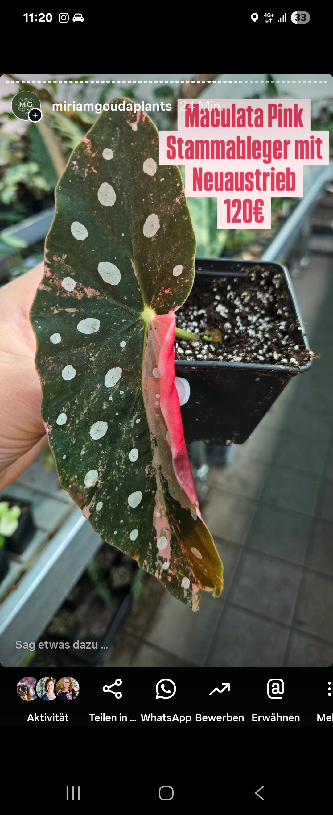 Maculata Pink Stammableger