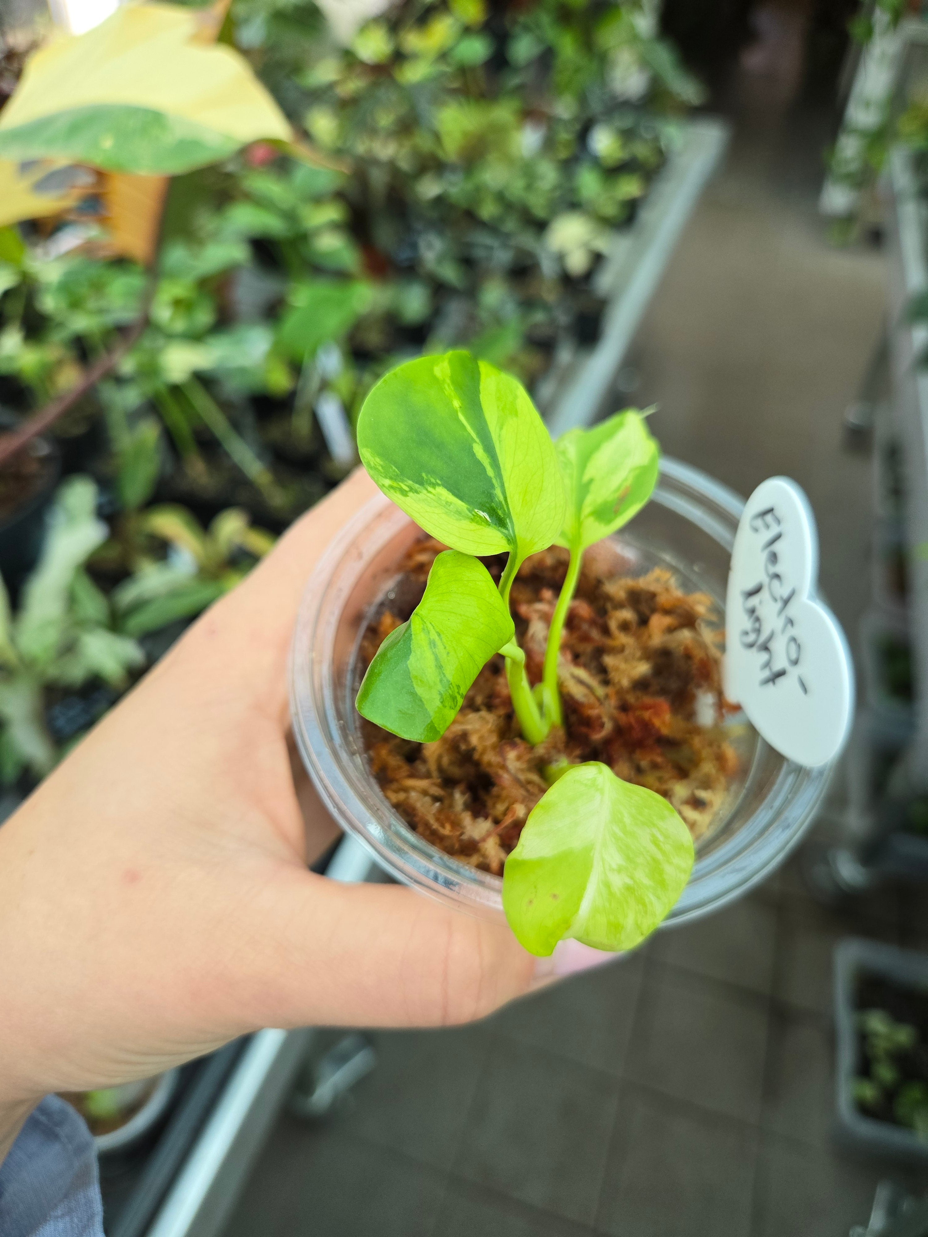 Monstera Electrolight